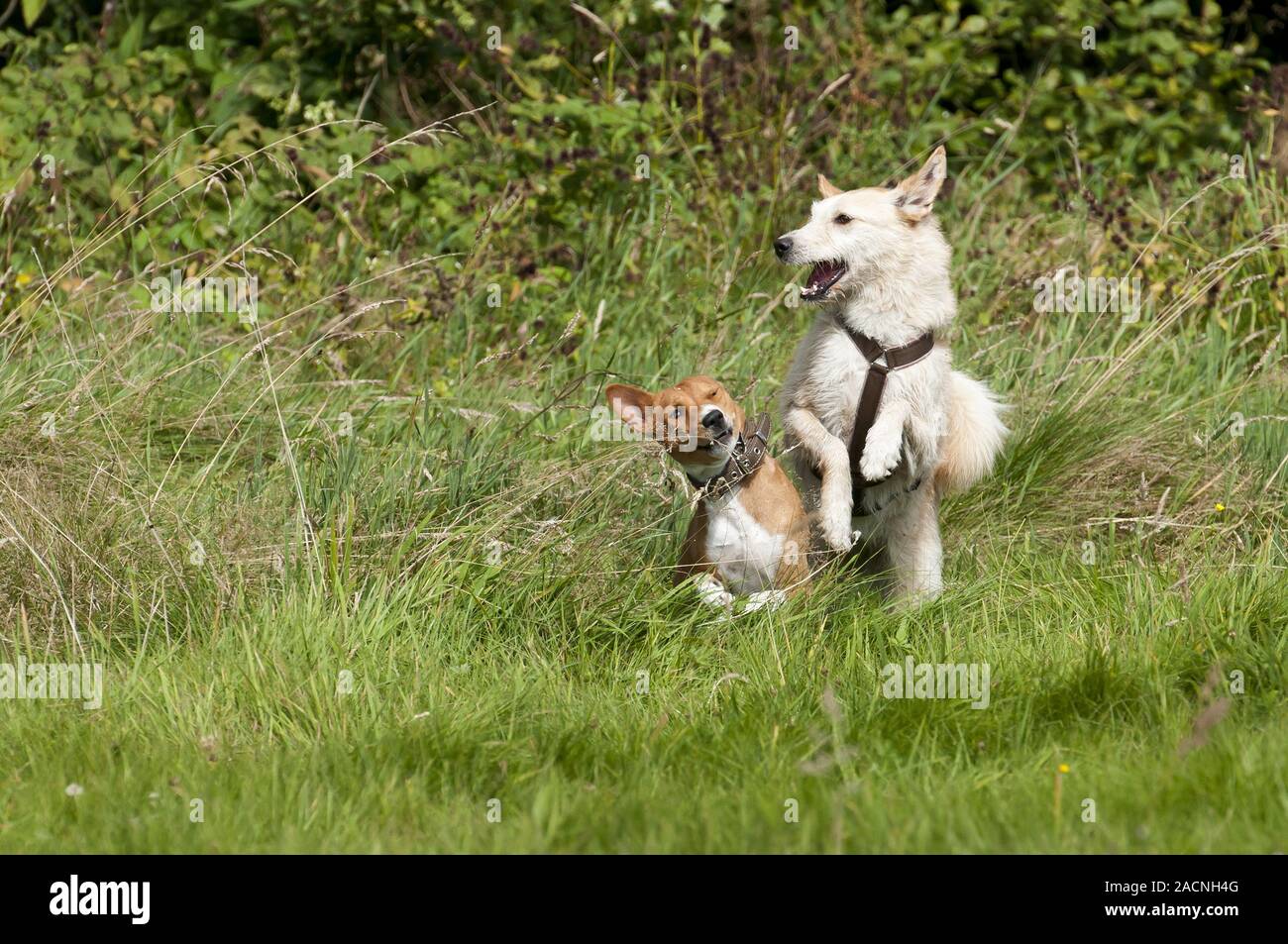 Saluki Hund Stockfoto