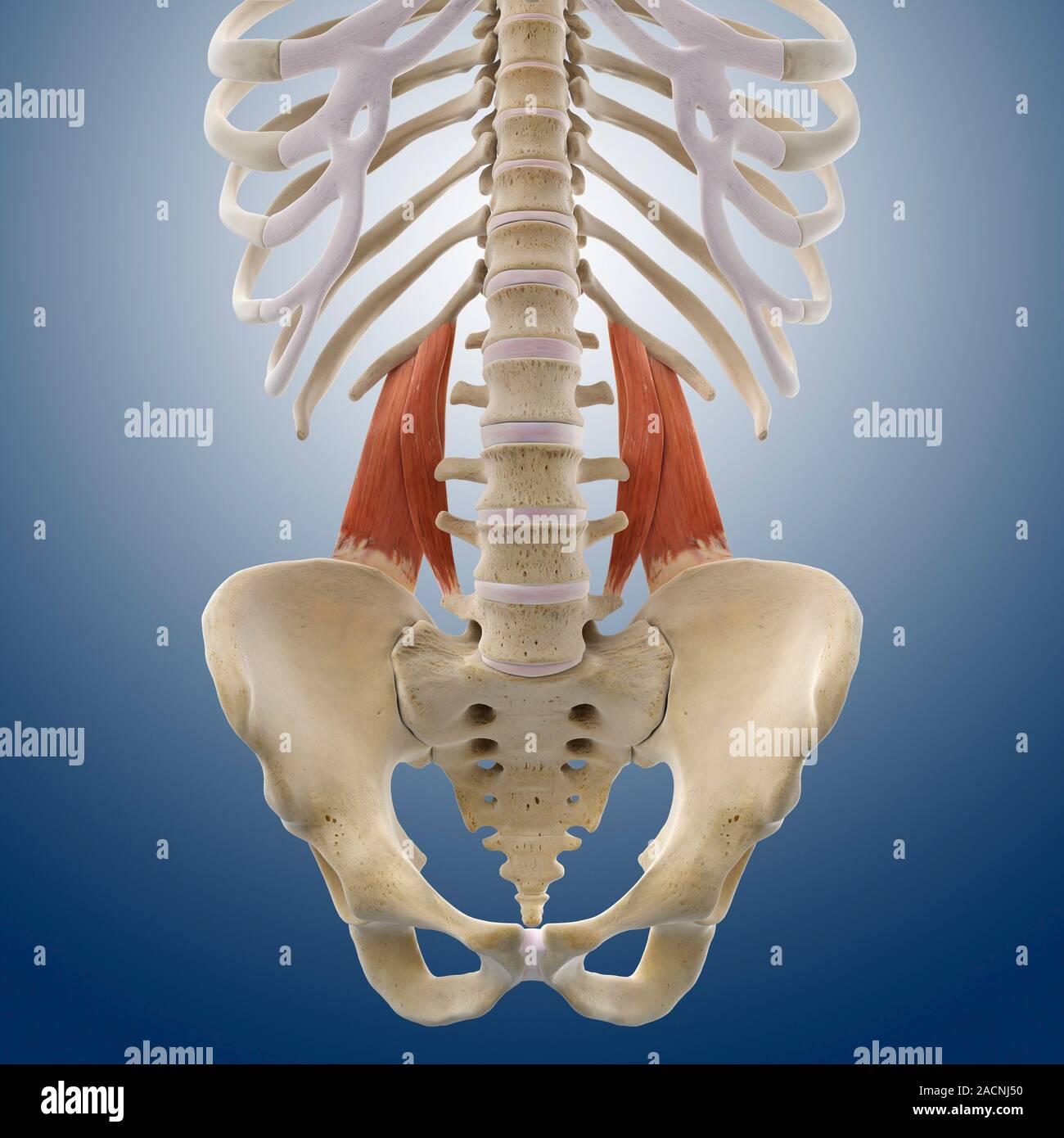 Unteren Rückenmuskulatur. Computer Artwork zeigt die quadratus lumborum ...