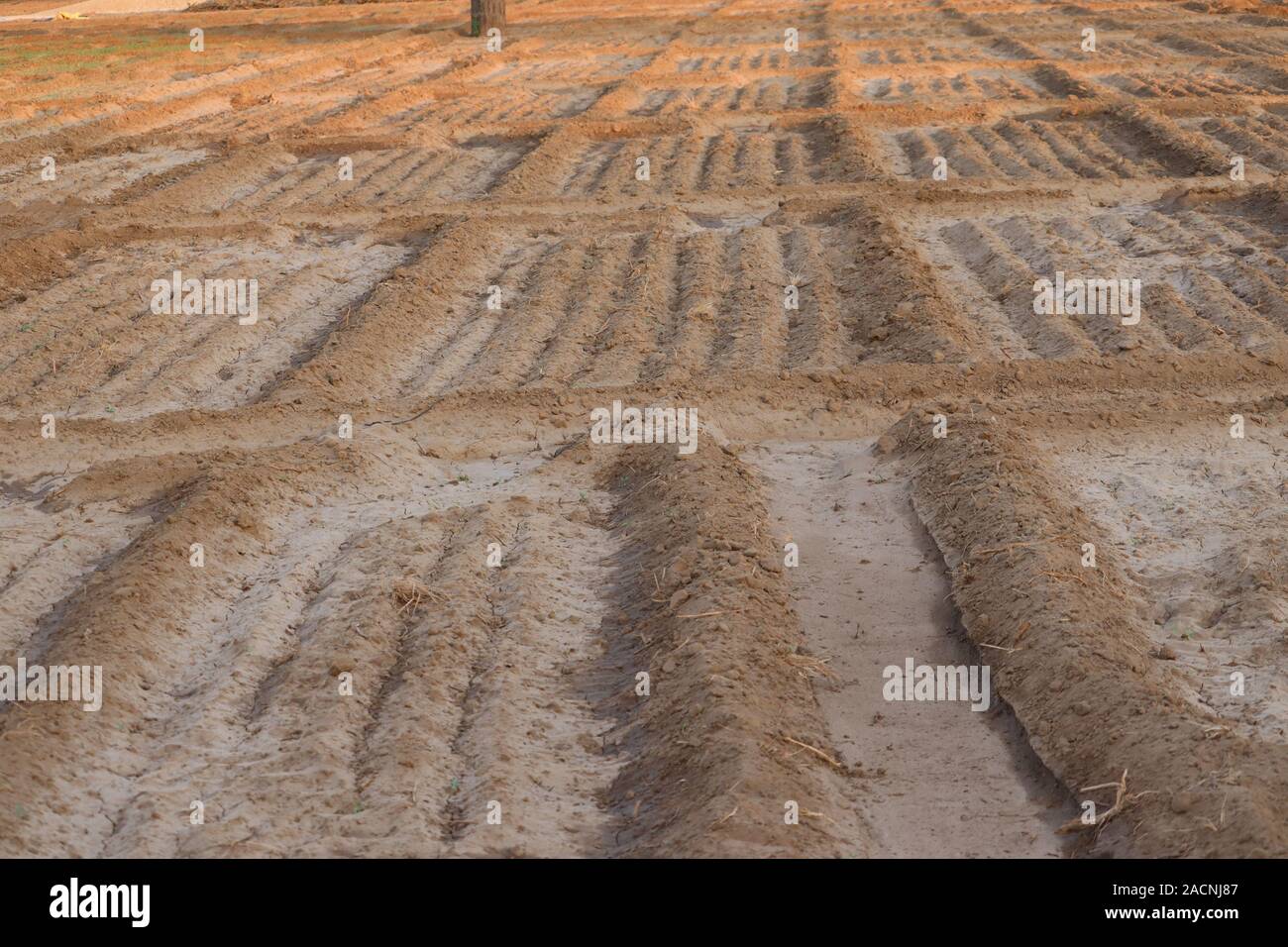 Bauern säen, säen ernten in das Feld ein. Die Aussaat ist der Prozess der Samen im Boden als Teil der frühen Frühling landwirtschaftlichen Aktivitäten. Stockfoto