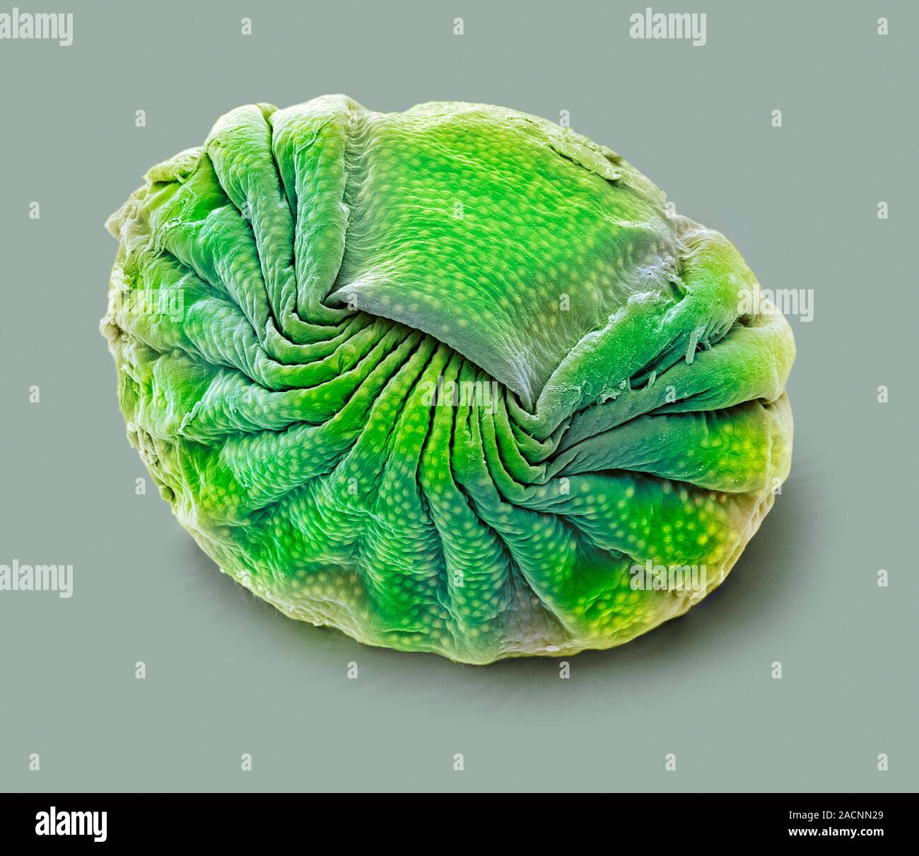Bdelloid rotifer. Farbige Scanning Electron Micrograph (SEM) eines