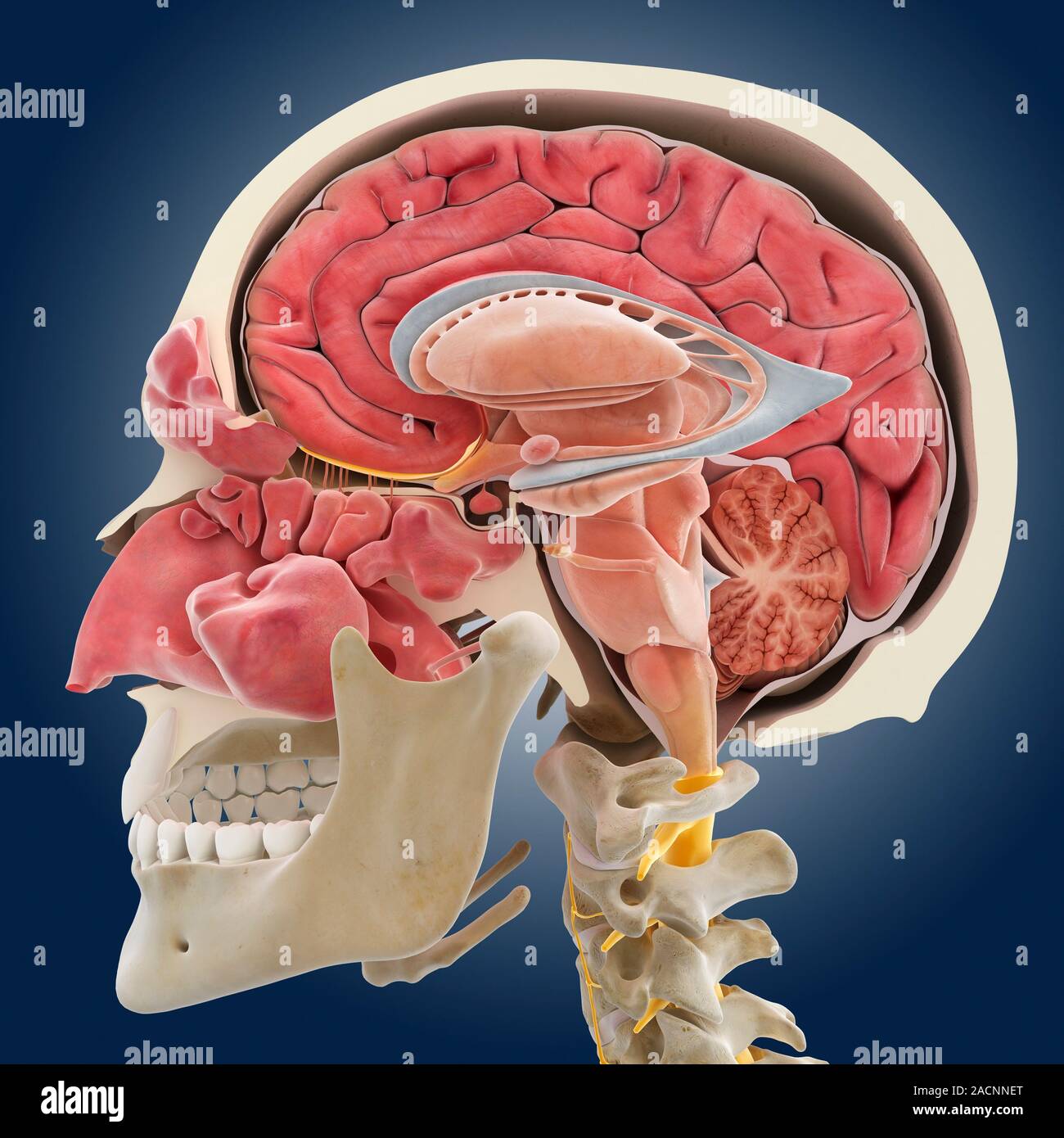 Kopf Anatomie. Computer Anatomie einer Sagittalschnitt durch den menschlichen Kopf, Gehirn, Muskeln, Nerven und Knochen. Die gekrümmte Grau und Rosa st Stockfoto