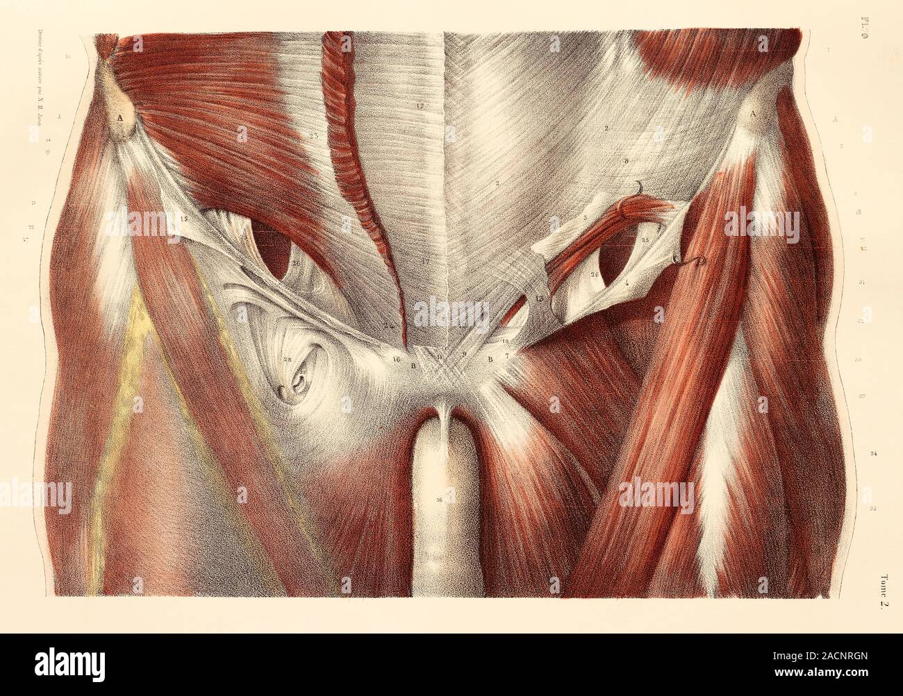 Leiste Muskeln. Muskeln der anterioren Wand des unteren (Leiste) Region der  Amtsleitung, mit einer Studie über den Leistenkanal. Diese anatomische  Artwork ist p Stockfotografie - Alamy, leiste 