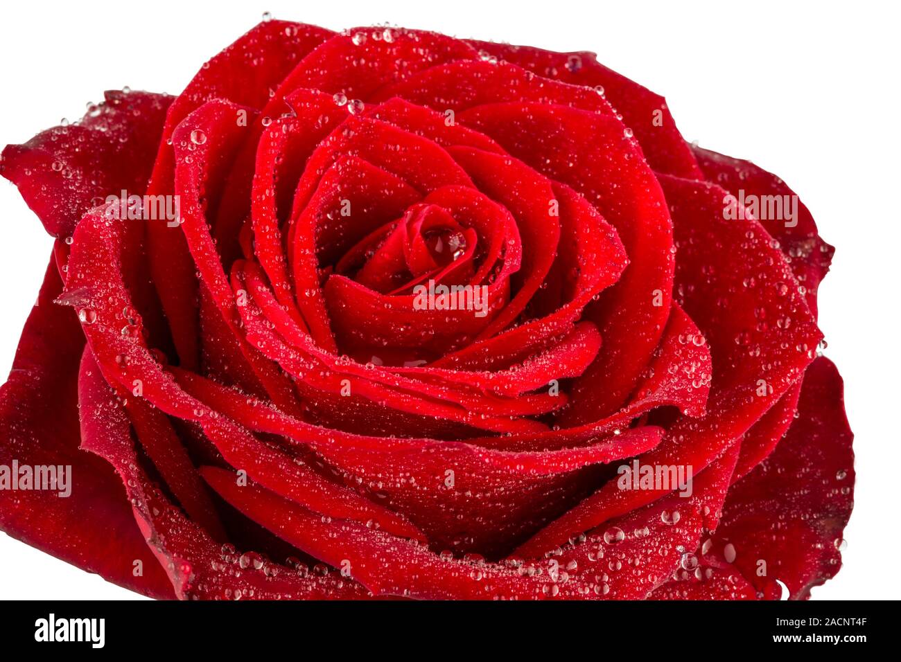 Rote Rose. Zeichen der Liebe Stockfoto