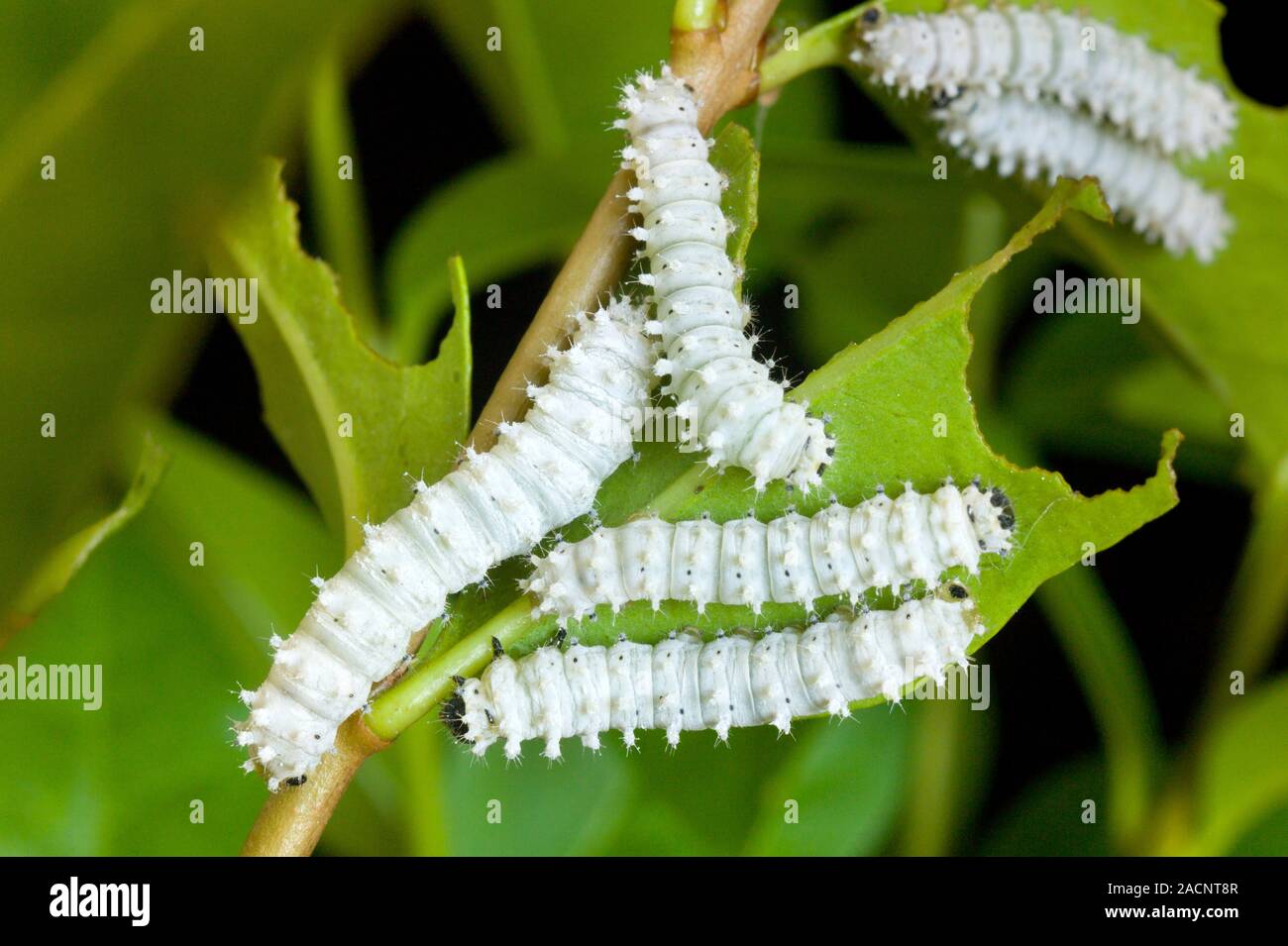 plant mist bottle Plant Atomiser Mister main image 1