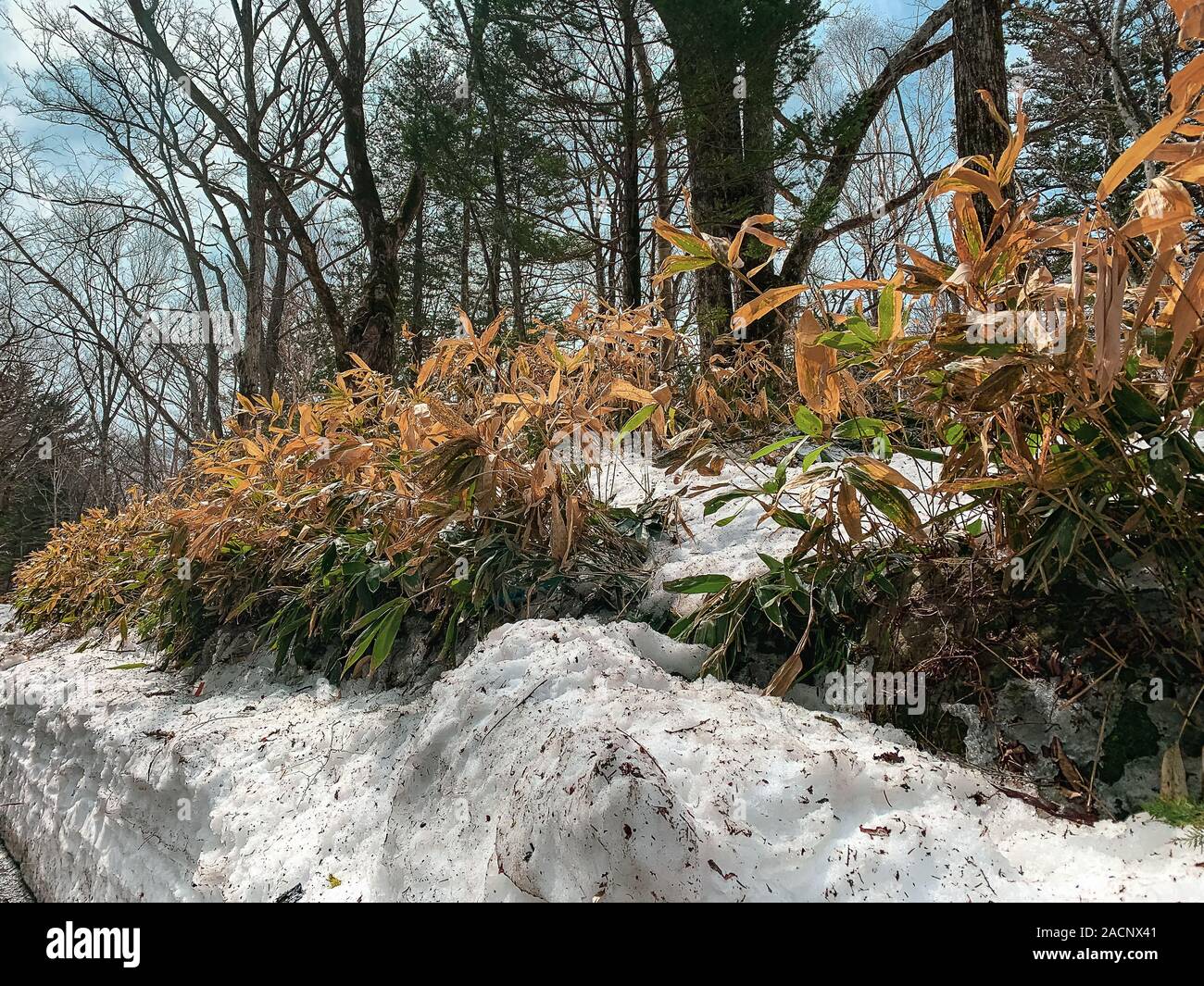 Getrocknet bamboo Stiele in einem Winter Forest Stockfoto