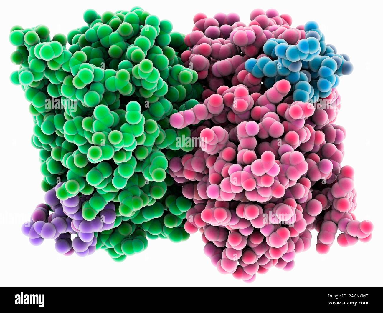 Östrogenrezeptor. Molekulare Modell eines Östrogenrezeptor, ein