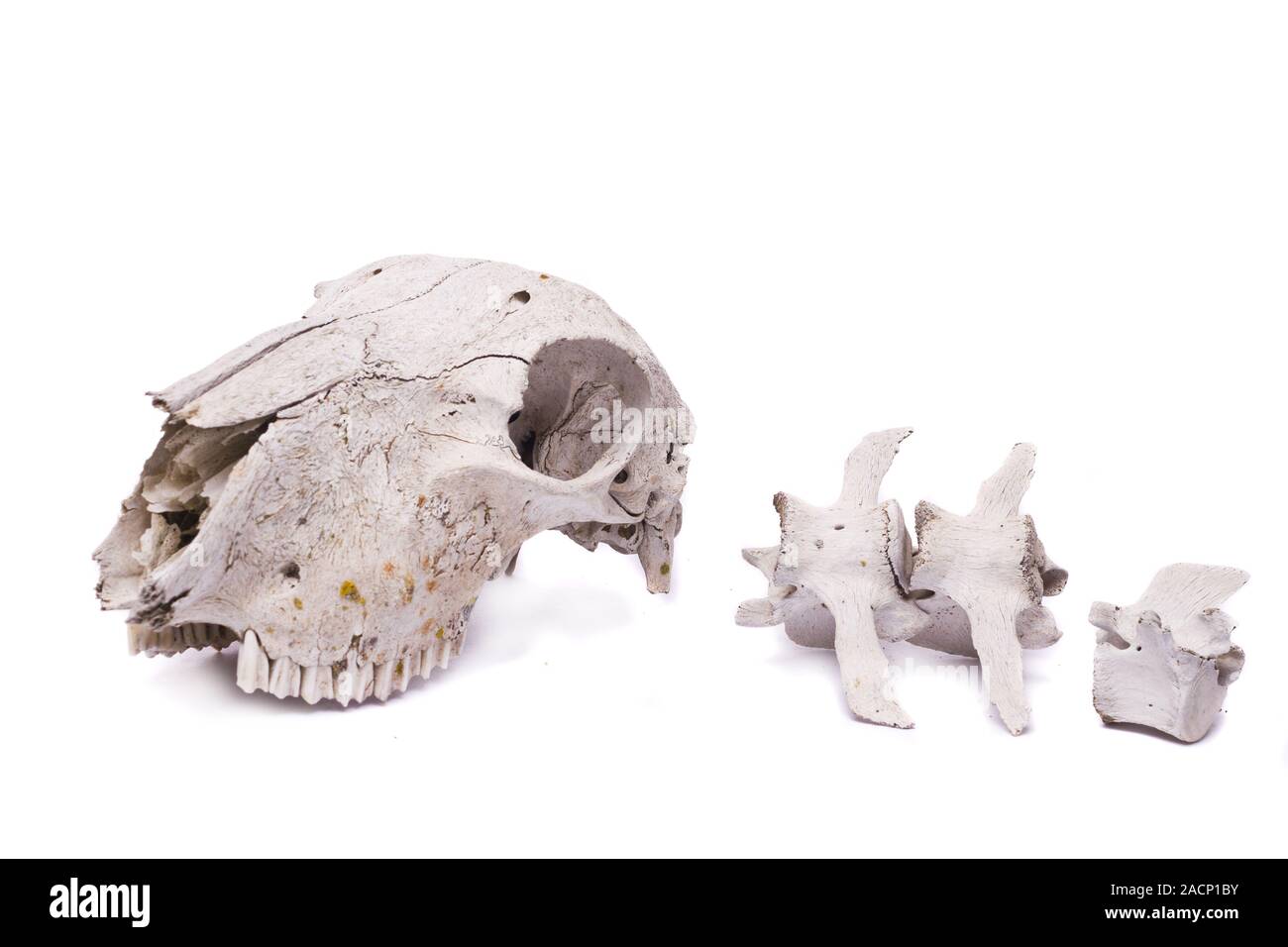 Schaf-Schädel Stockfoto