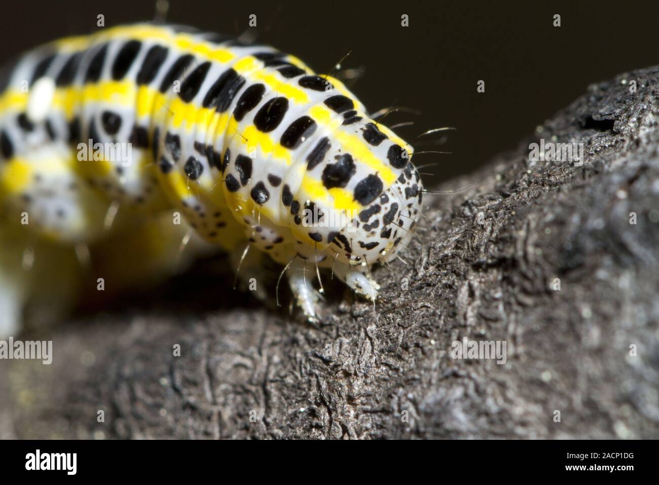 Kohl Caterpillar Stockfoto