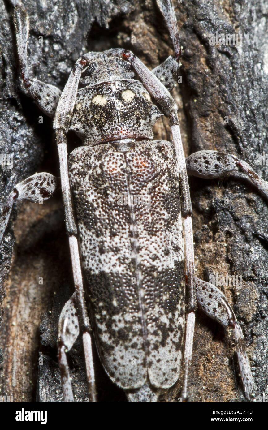 Kiefer Sawyer (Monochamus clamator) entdeckt Stockfoto