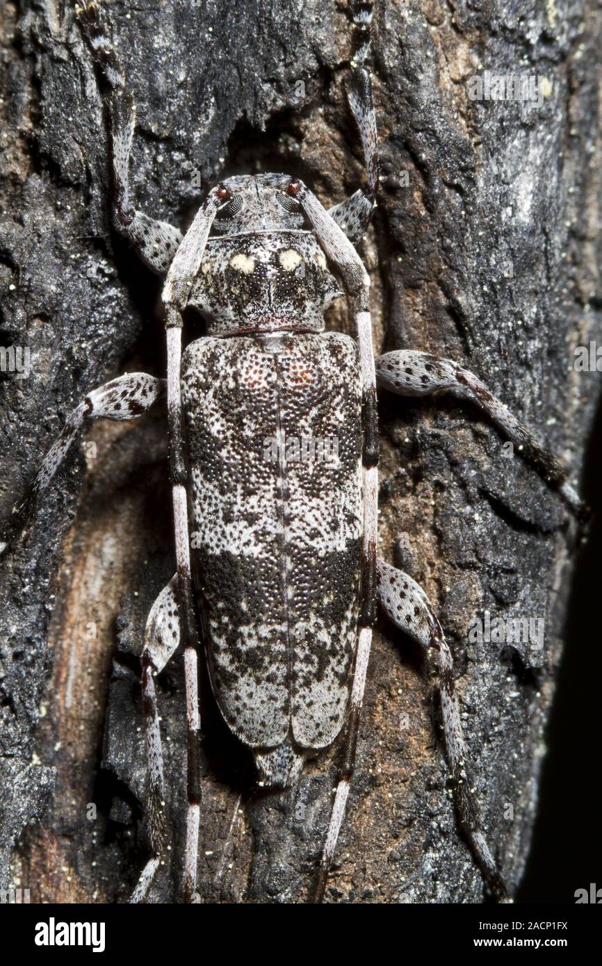 Kiefer Sawyer (Monochamus clamator) entdeckt Stockfoto