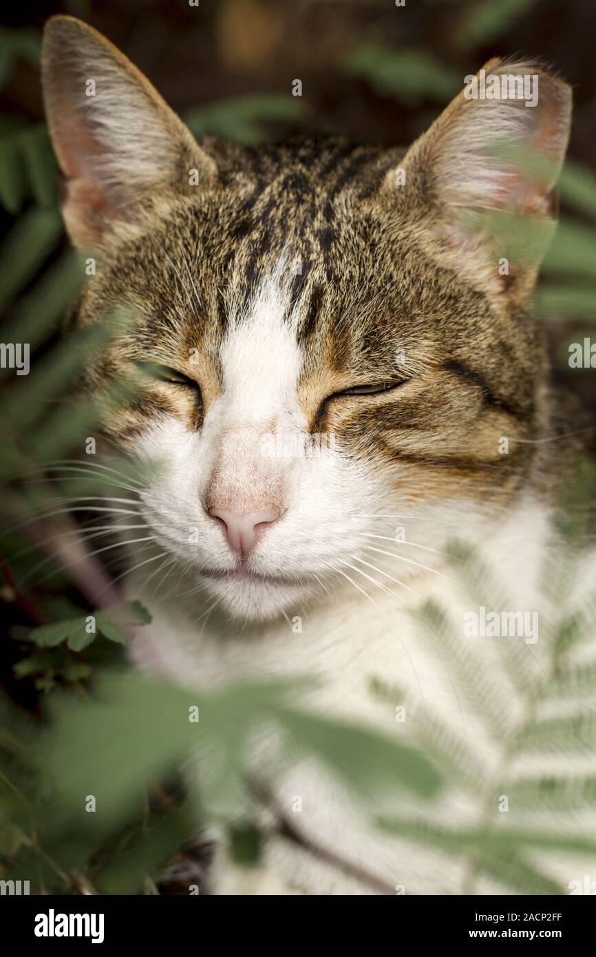 schläfrige Katze Stockfoto