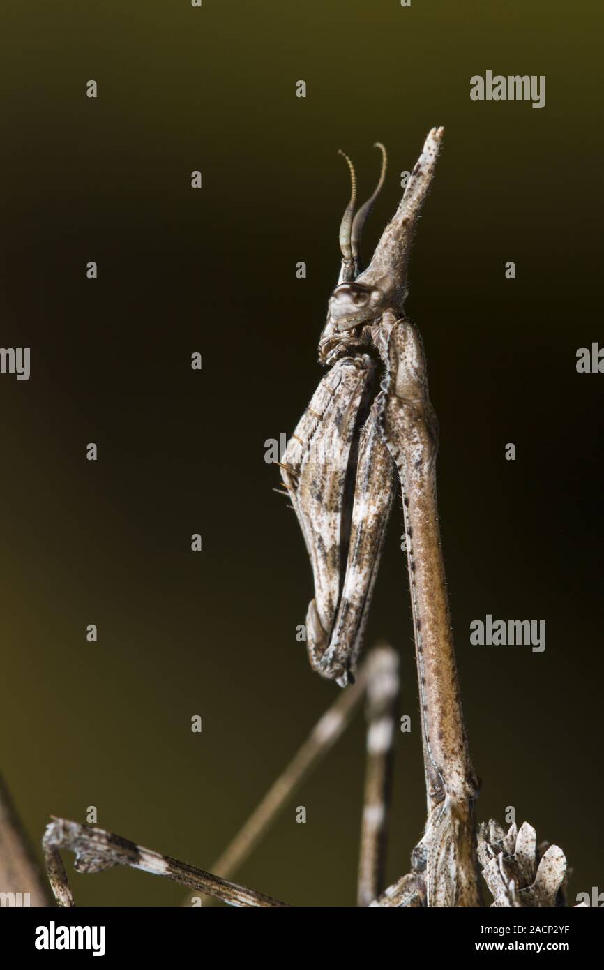 Mantis Palo (Empusa pennata) Stockfoto