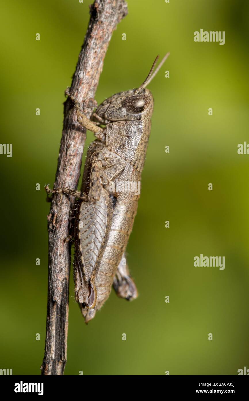 Makroaufnahme einer braunen grashüpfer insekt Stockfoto