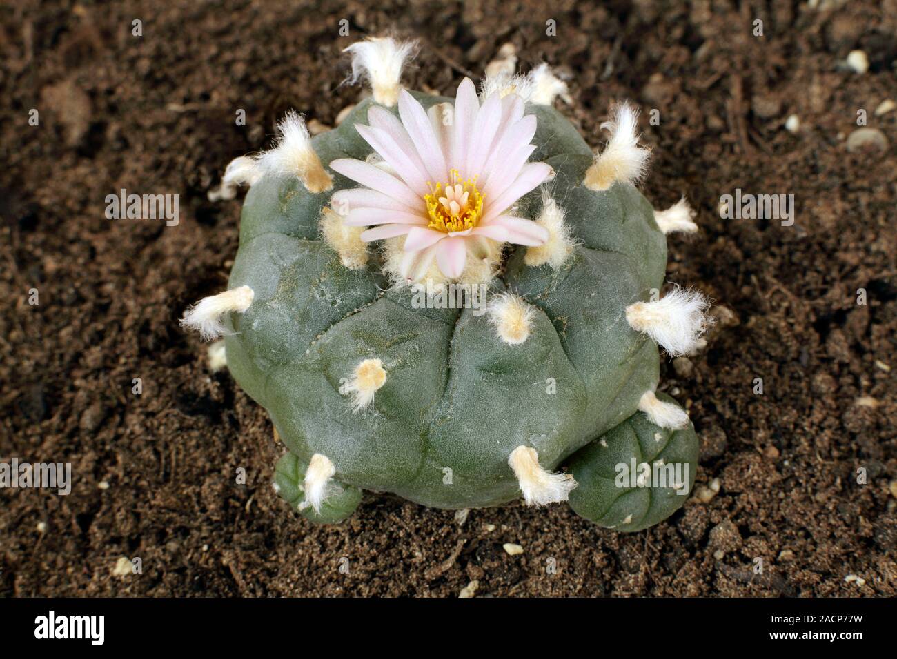 Peyote Kaktus (Lophophora Williamsii). Diese Pflanze wchst im Sdwesten  der USA und Mexiko. Fleisch enthlt die halluzinogene Droge mesca  Stockfotografie - Alamy