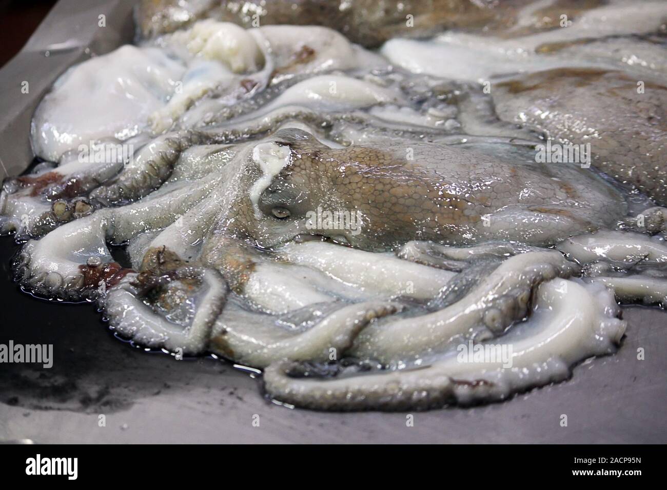 Oktopus am Markt Stockfoto