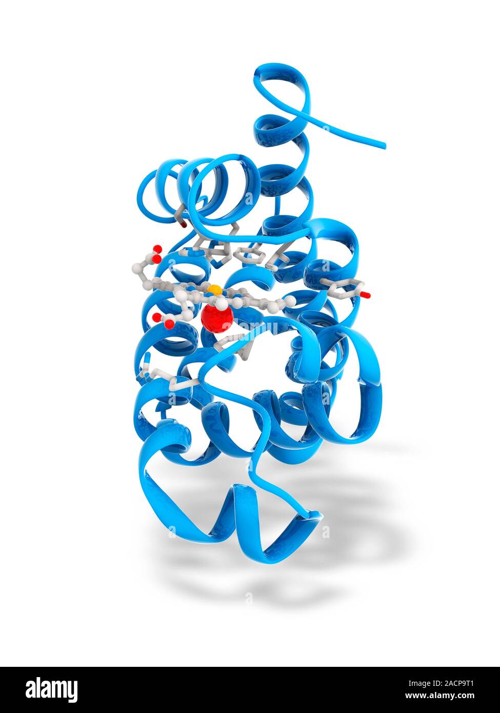Myoglobin Molekül. Computer Modell für den Aufbau eines Myoglobin
