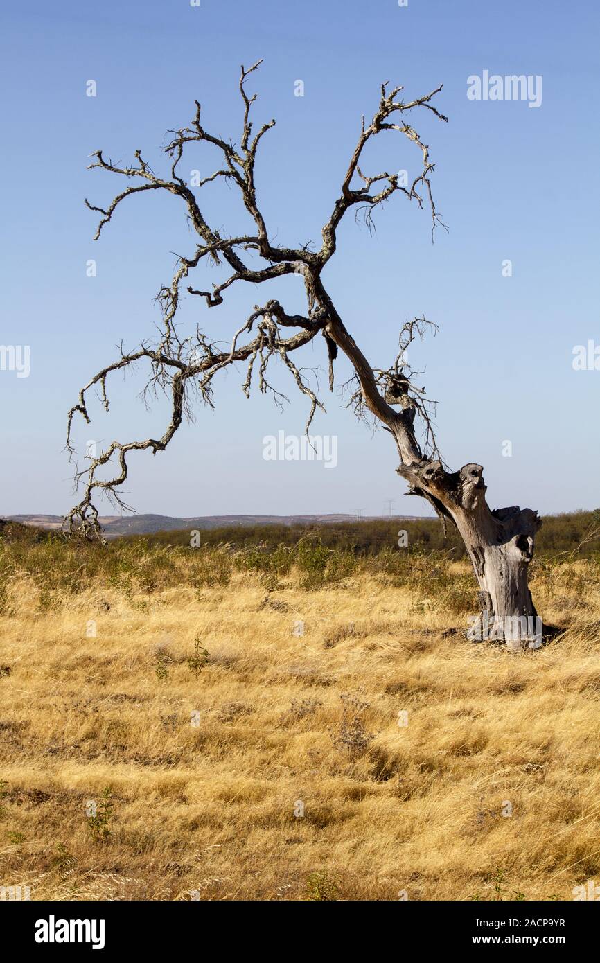 Toter Baum auf trockenem Land Stockfoto