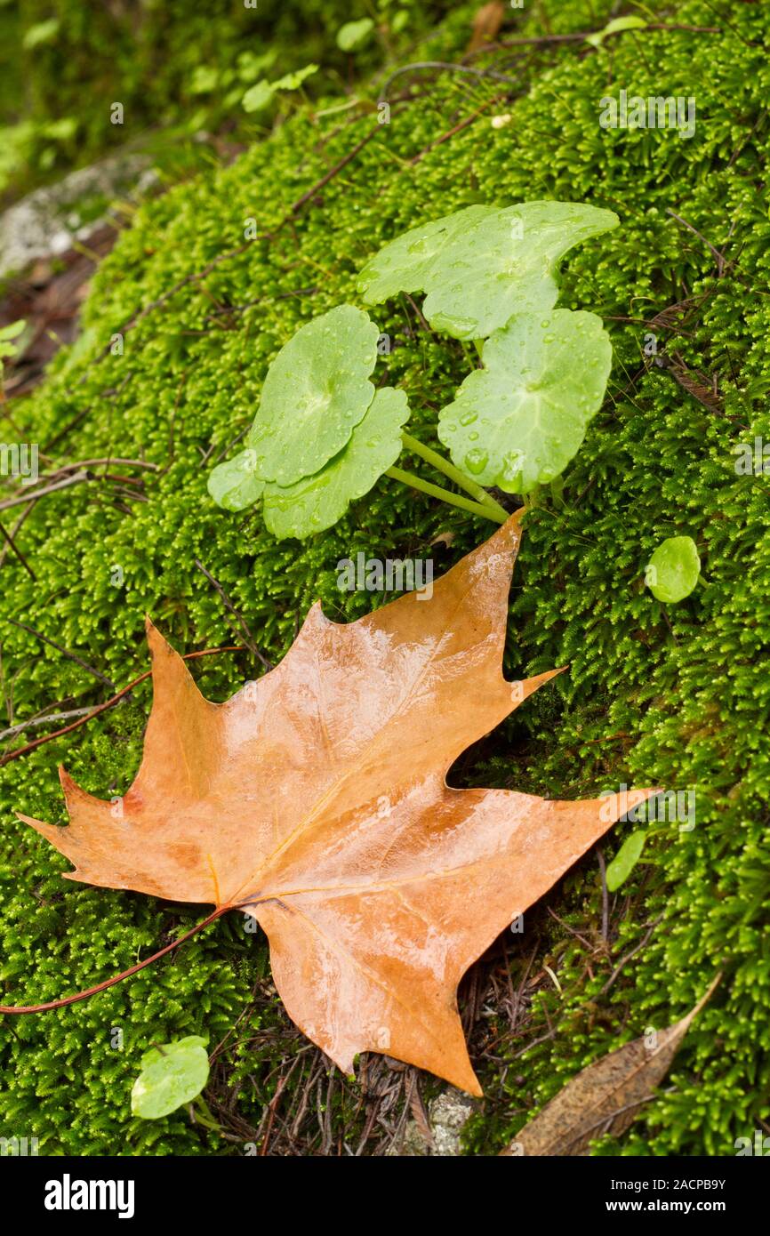 Kleine Anlagen auf Waldboden Stockfoto