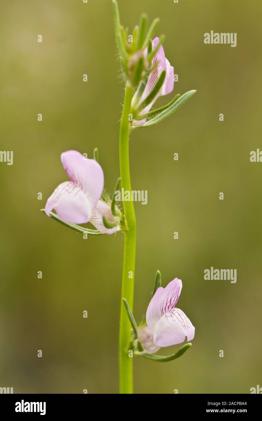 Der weasel Schnauze (Misopates orontium) Blüte Stockfoto