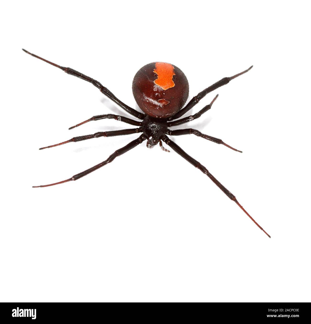 Redback Spider. Obere Seite der redback Spider (Latrodectus Hasselti).  Diese giftige Spinne ist endemisch in Australien und ist eine der  gefährlichsten s Stockfotografie - Alamy