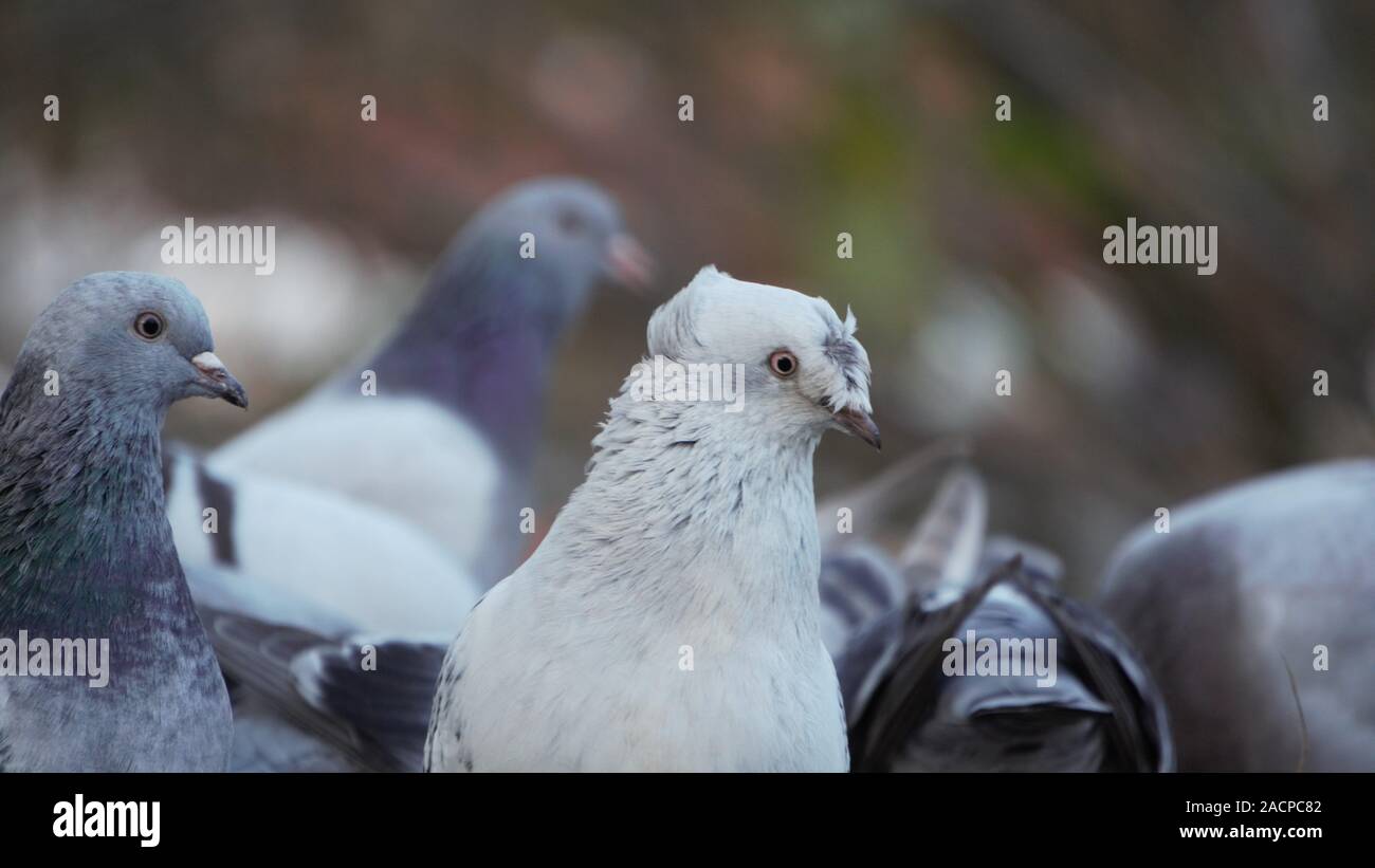 Schöne weiße Tauben Stockfoto