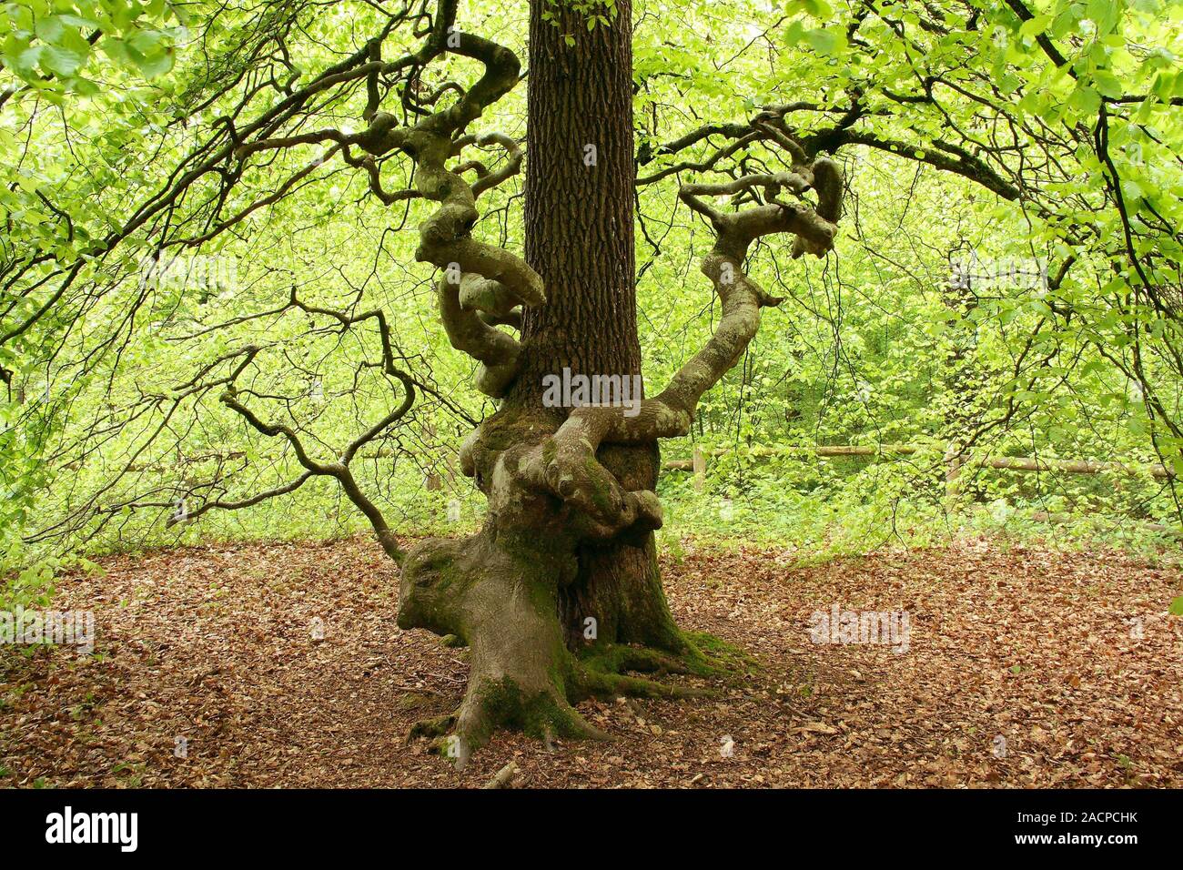 Buche (Fagus sylvatica Tortuosa) Baum. Der Zwerg Buche, auch als die