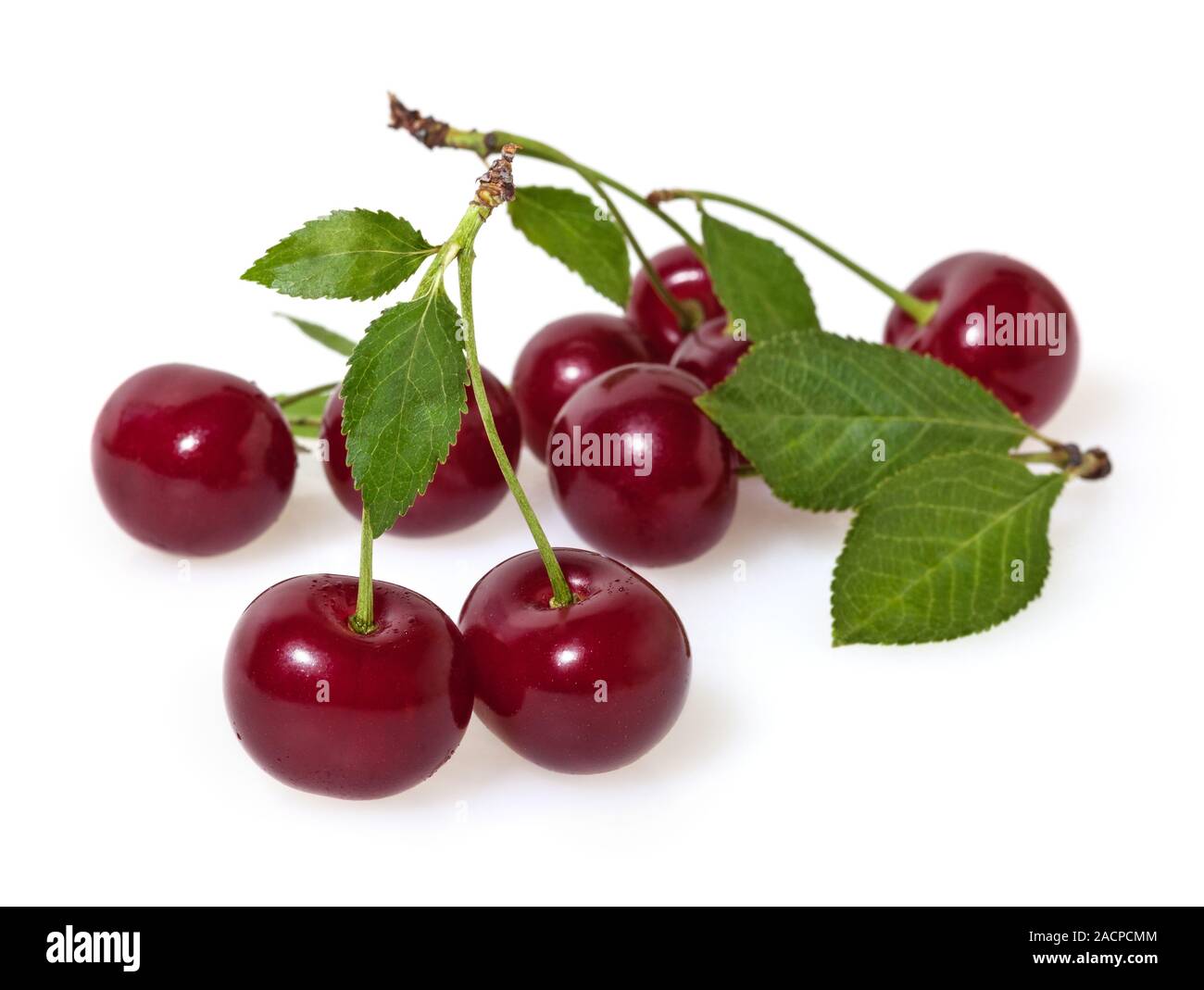 Kirschen mit Blättern auf weißem Hintergrund Stockfoto