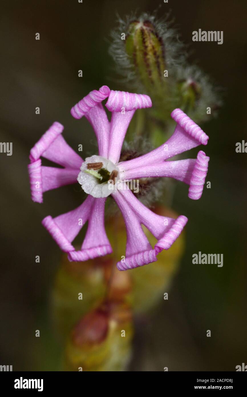 Rosa Pirouette Stockfoto