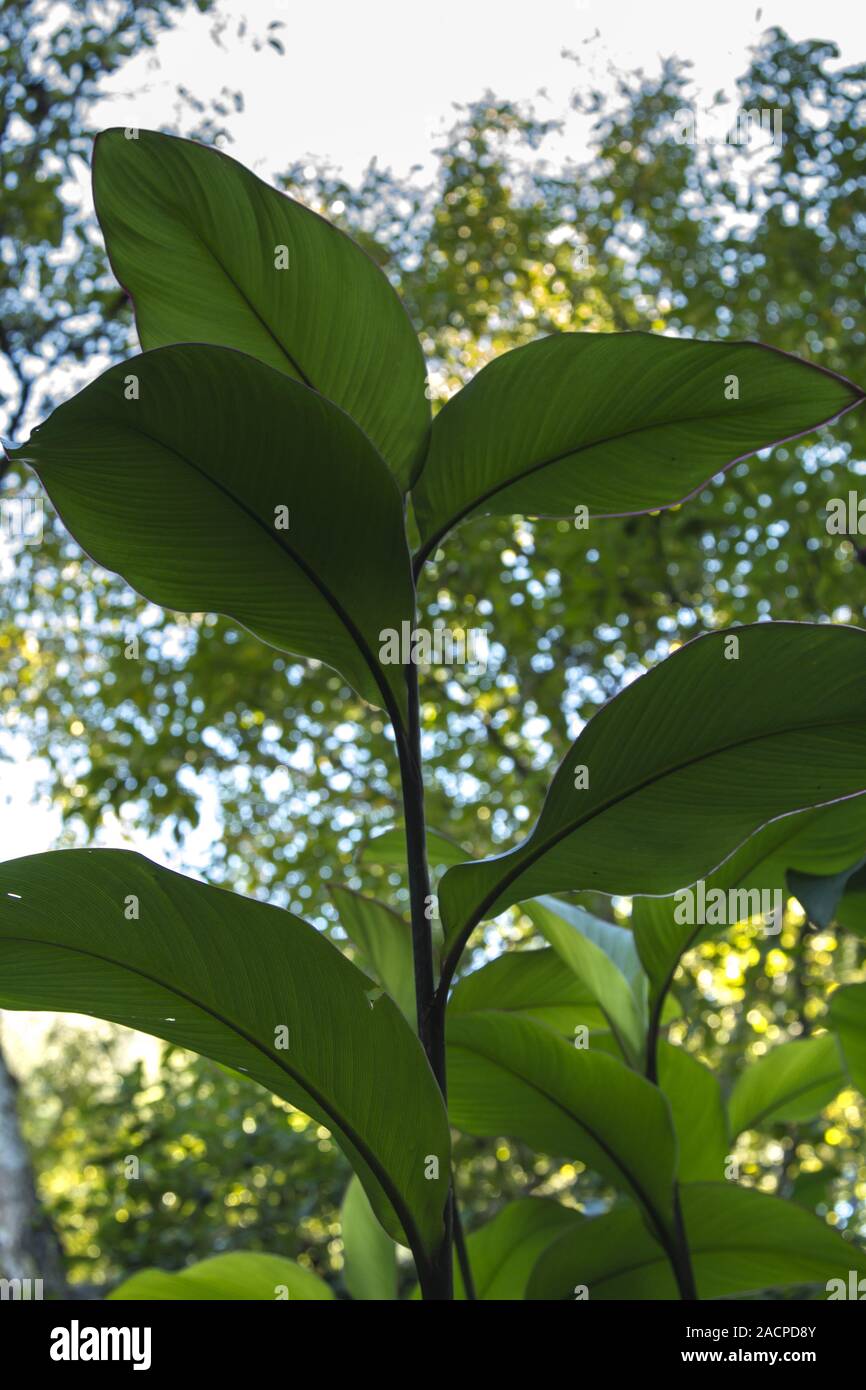 Schönen breiten grünen Blatt Pflanzen Stockfoto