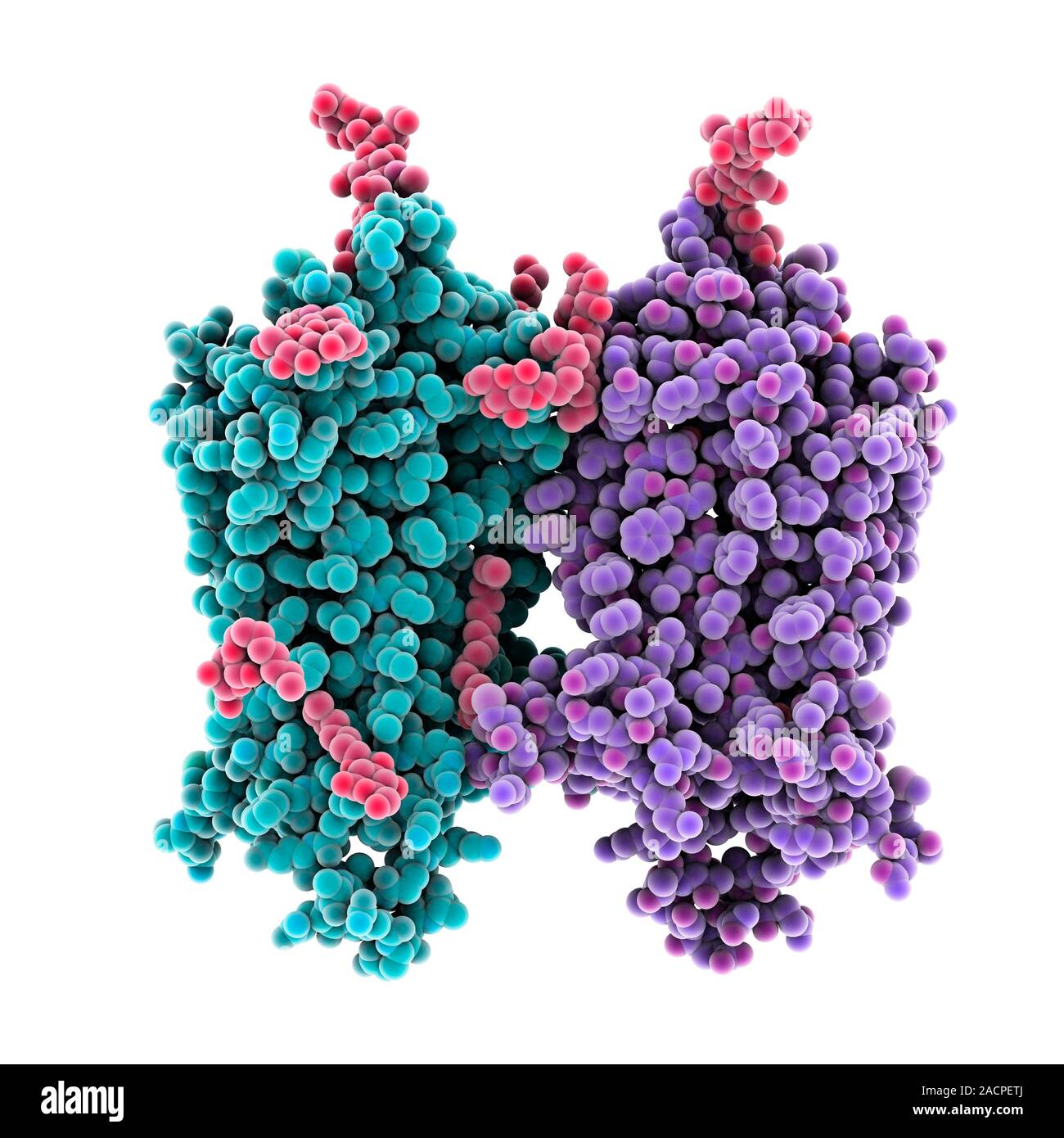 Opsin. Molekulares Modell eines Ligandenopsin Molekül. Opsins sind in