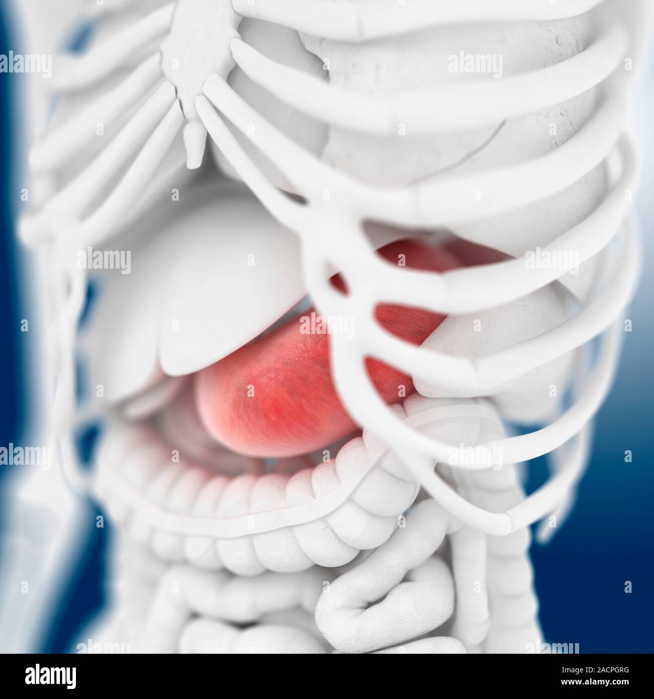 Magen Anatomie. Artwork zeigt die Position des Magens (rot) in Bezug ...