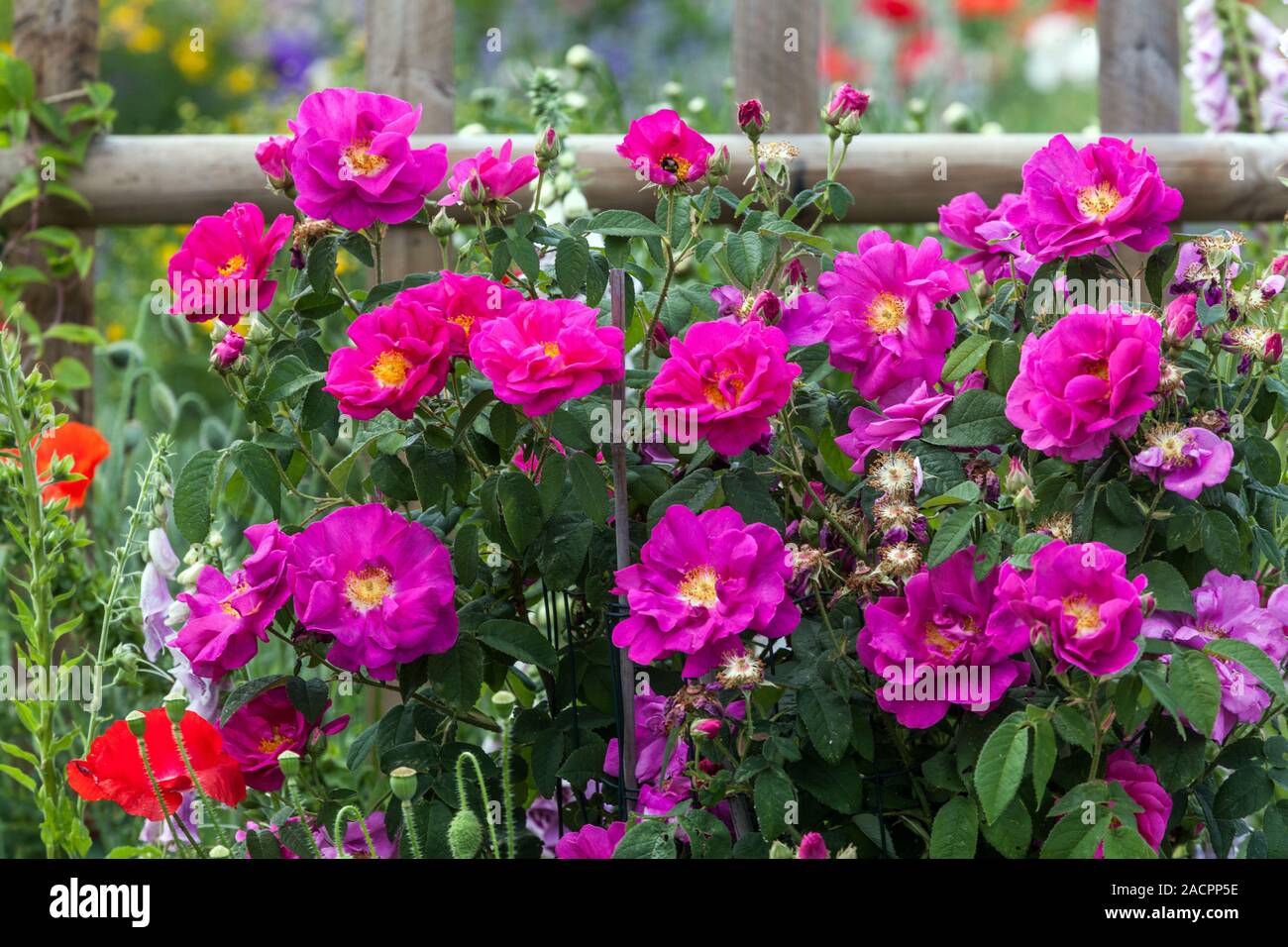 Charme im Ferienhaus Sommer Garten Grenze rosa Rosen Rosa Blühende Sträucher Stockfoto