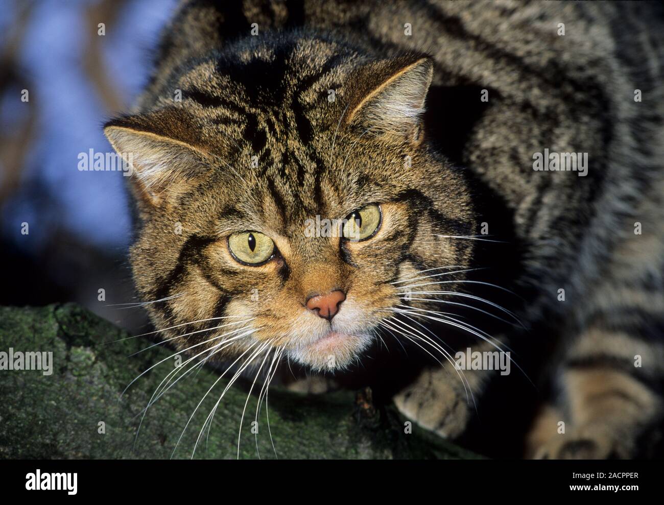 Die europäische Wildkatze (Felis silvestris silvestris) unverlierbaren Männlich Stockfoto