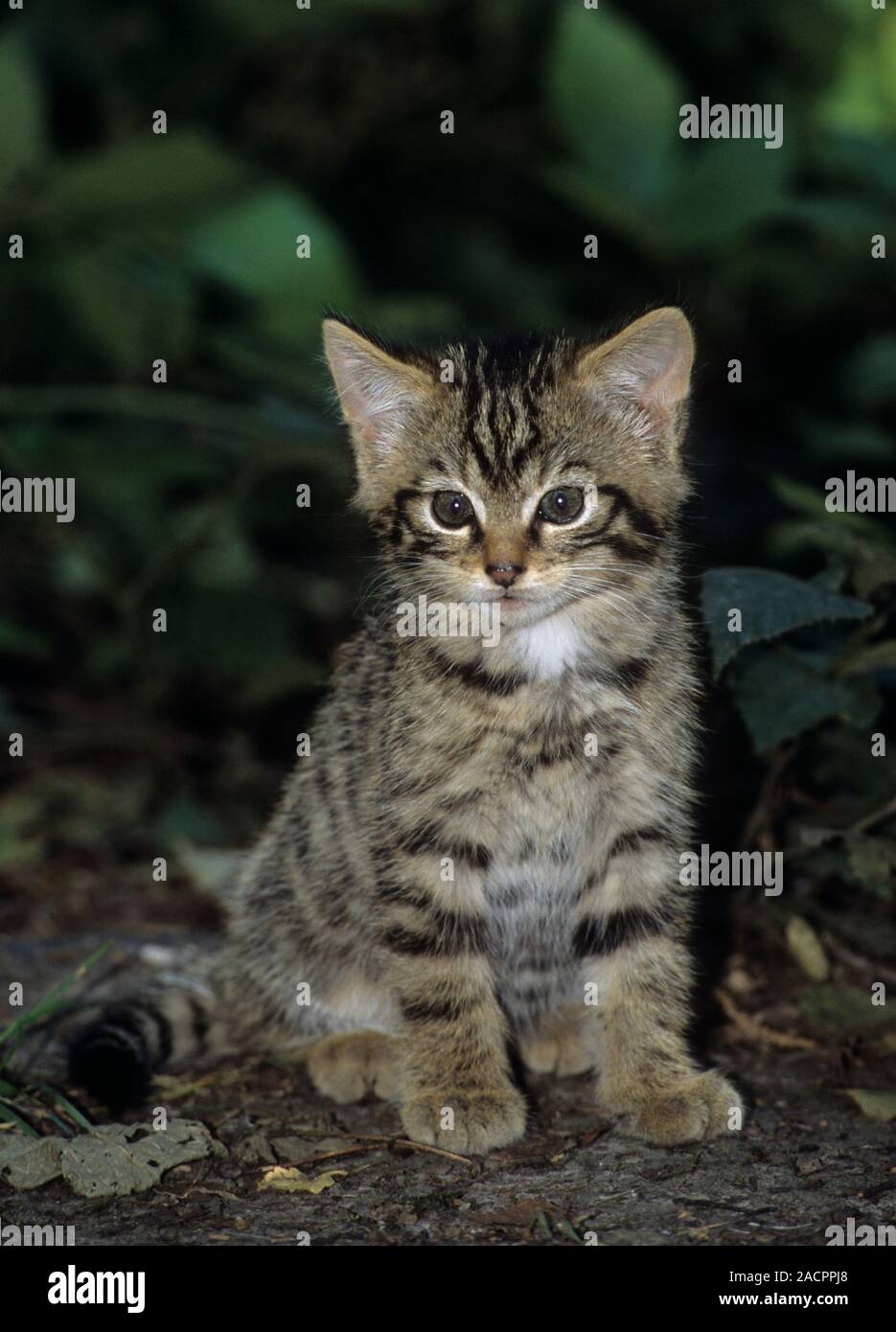 Schottische Wildkatze (Felis silvestris grampia). Kätzchen. Captive Stockfoto