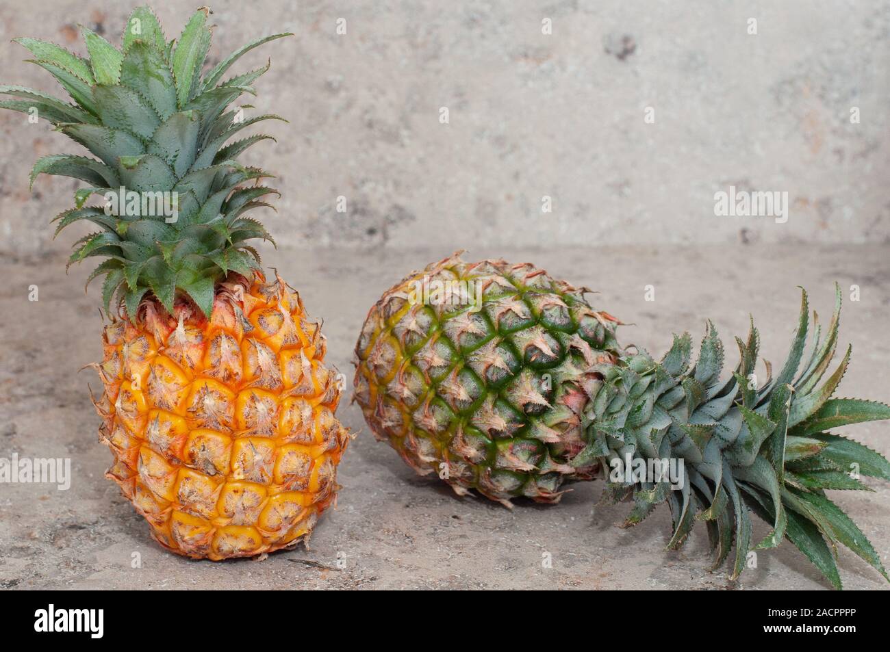 Gelbe Mini Ananas auf grauem Hintergrund. Ananas aus Thailand. Zwei Ananas. Kopieren spase. Horizontale Ausrichtung. Für text Stockfoto