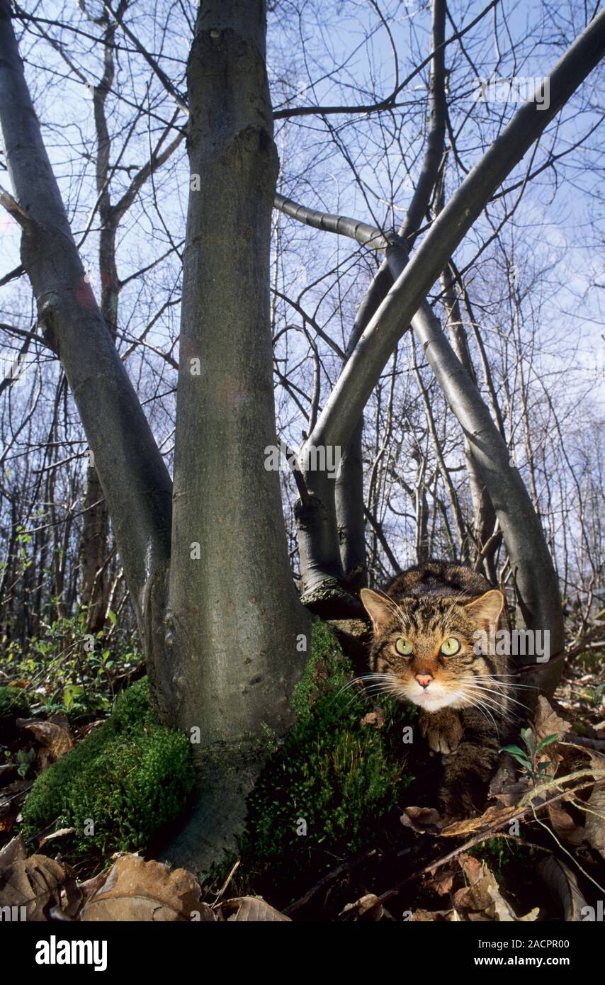 Schottische Wildkatze (Felis silvestris grampia). Frau. Captive Stockfoto