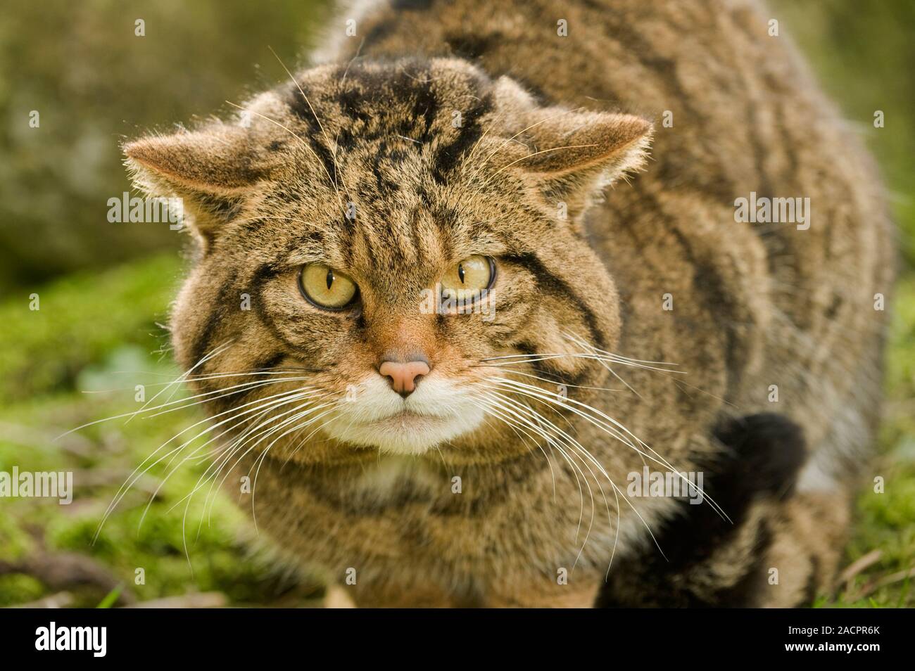 Schottische Wildkatze (Felis silvestris grampia). Männlich. Captive Port Lympne Wild Animal Park Stockfoto