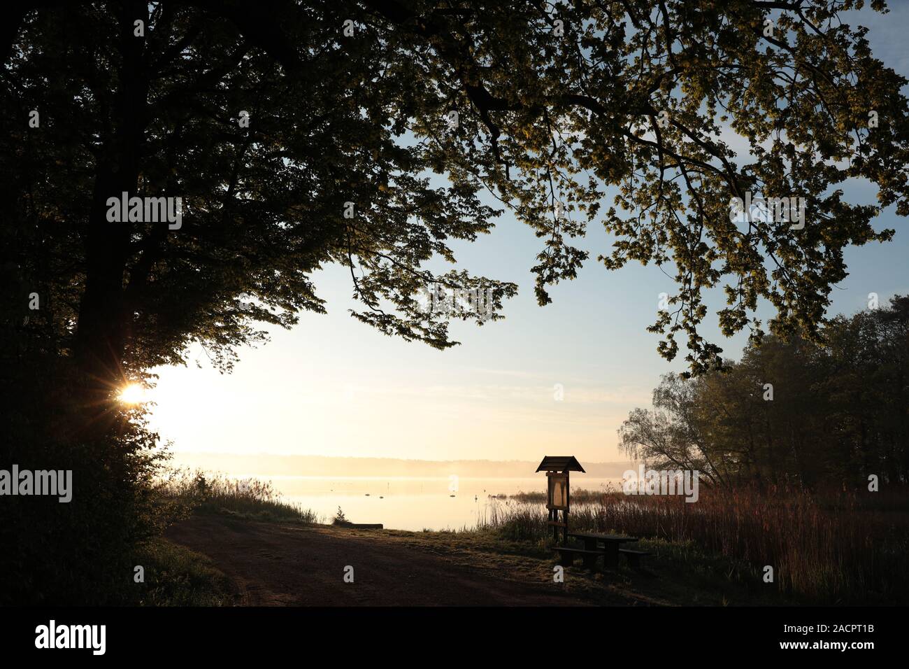 Silhouette von Baum am Rande des Sees in der Morgendämmerung. Stockfoto