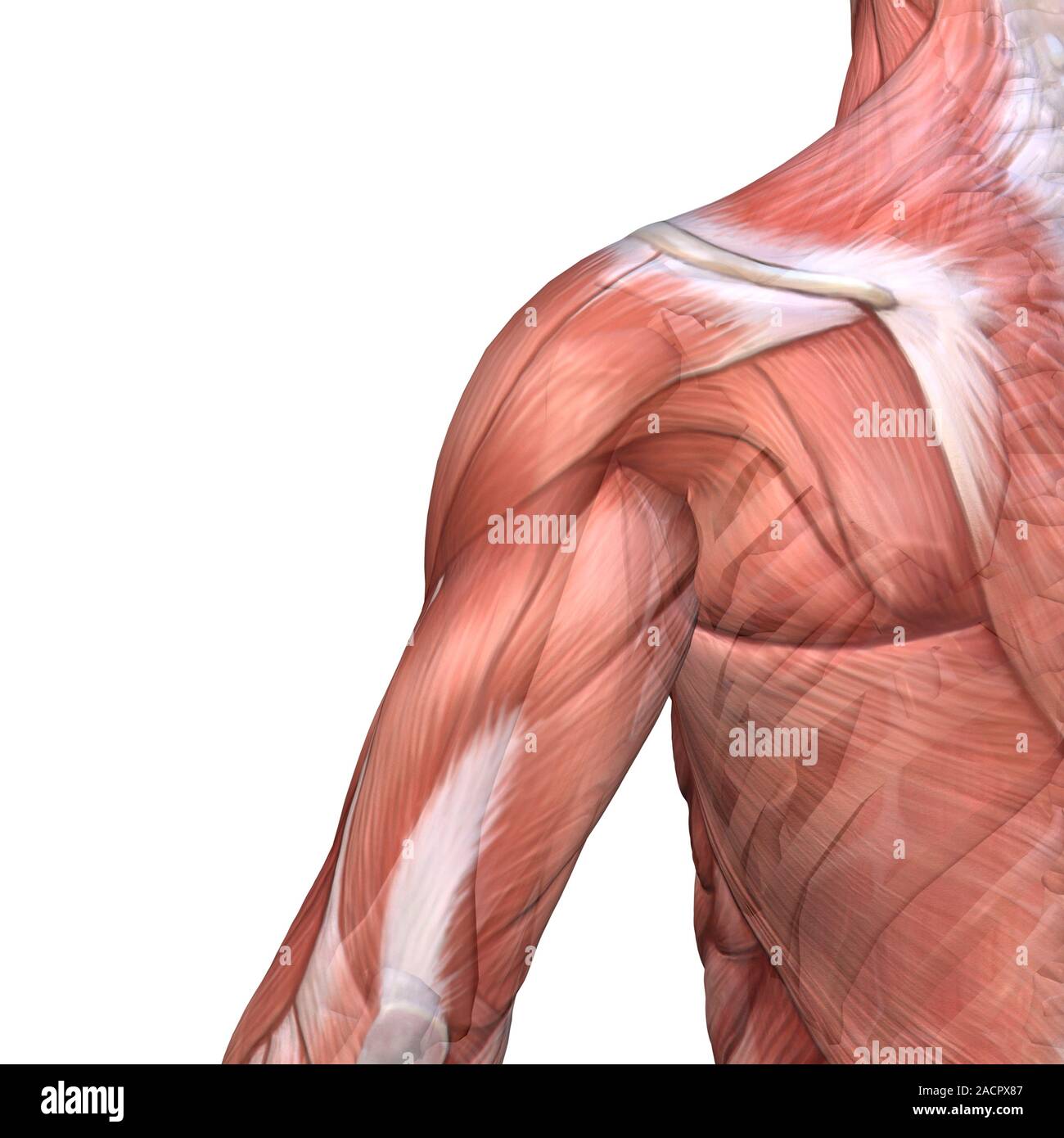 Schulter und Rücken Anatomie. Artwork der Muskeln und Knochen eines ...