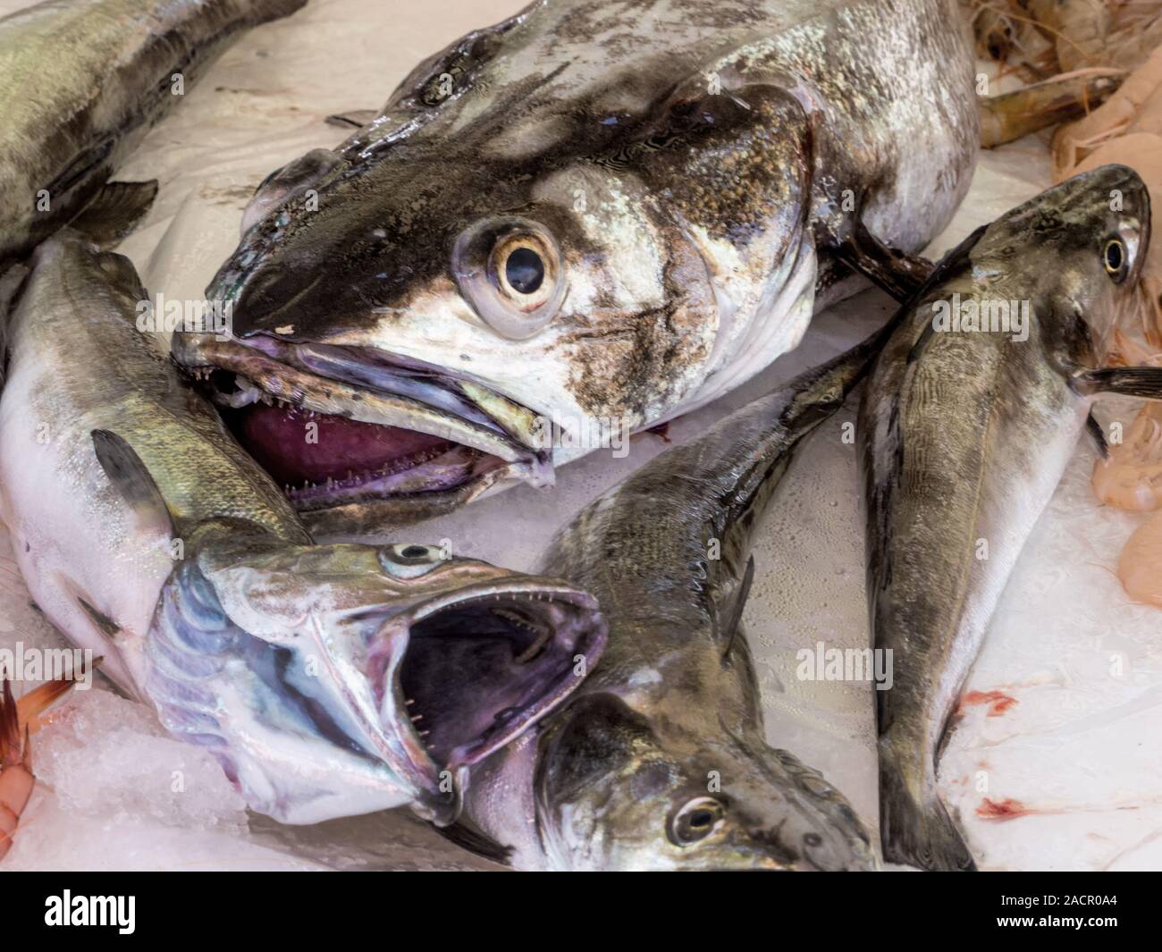 Essen Fisch auf dem Markt Stockfoto