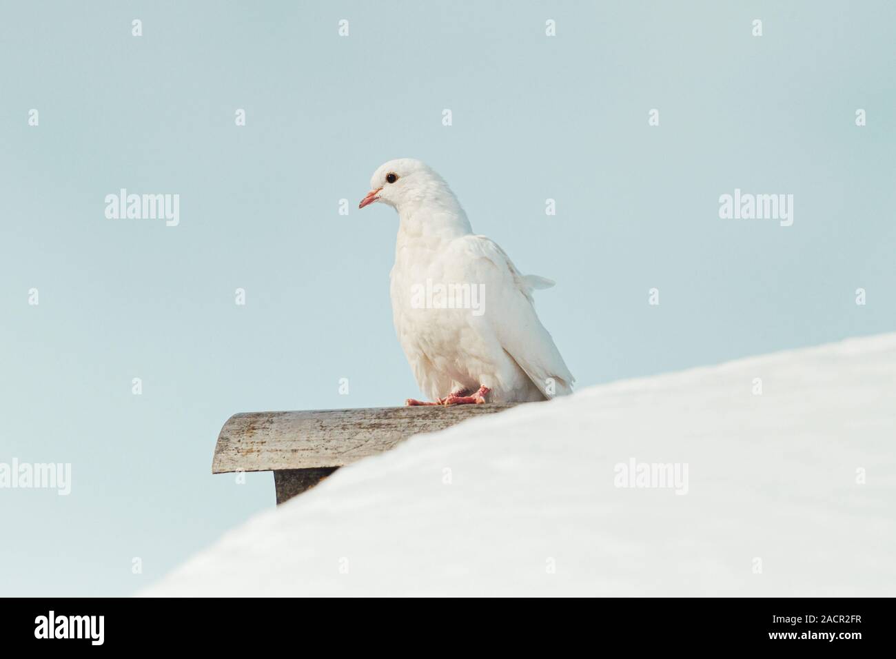 Weiße Taube sitzt auf einem verschneiten Dach Stockfoto