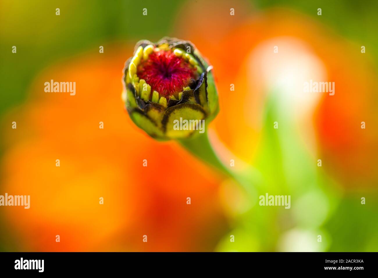 Grün und Orange Bud Stockfoto