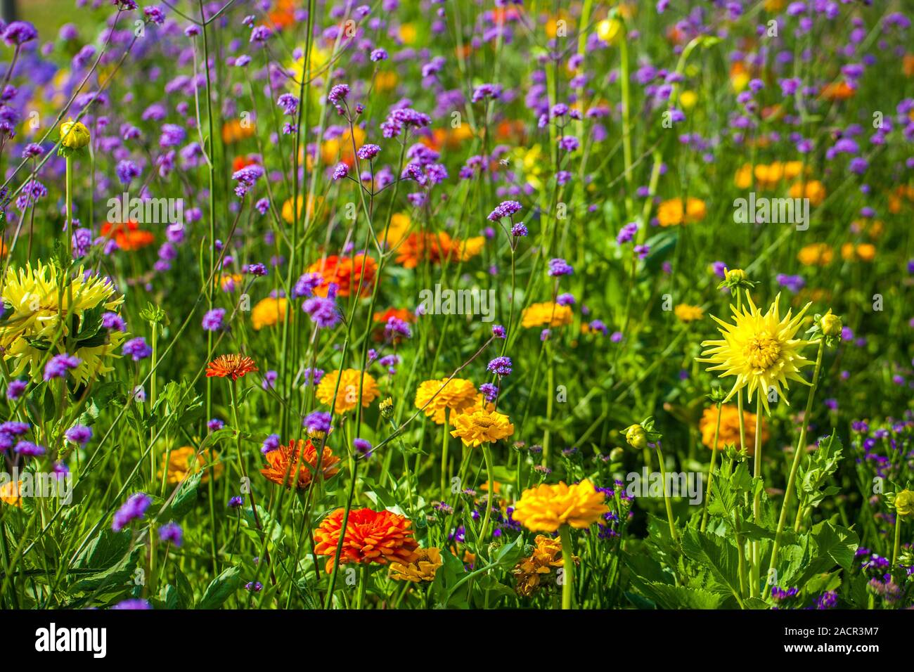 Sommer-Blumenwiese Stockfoto