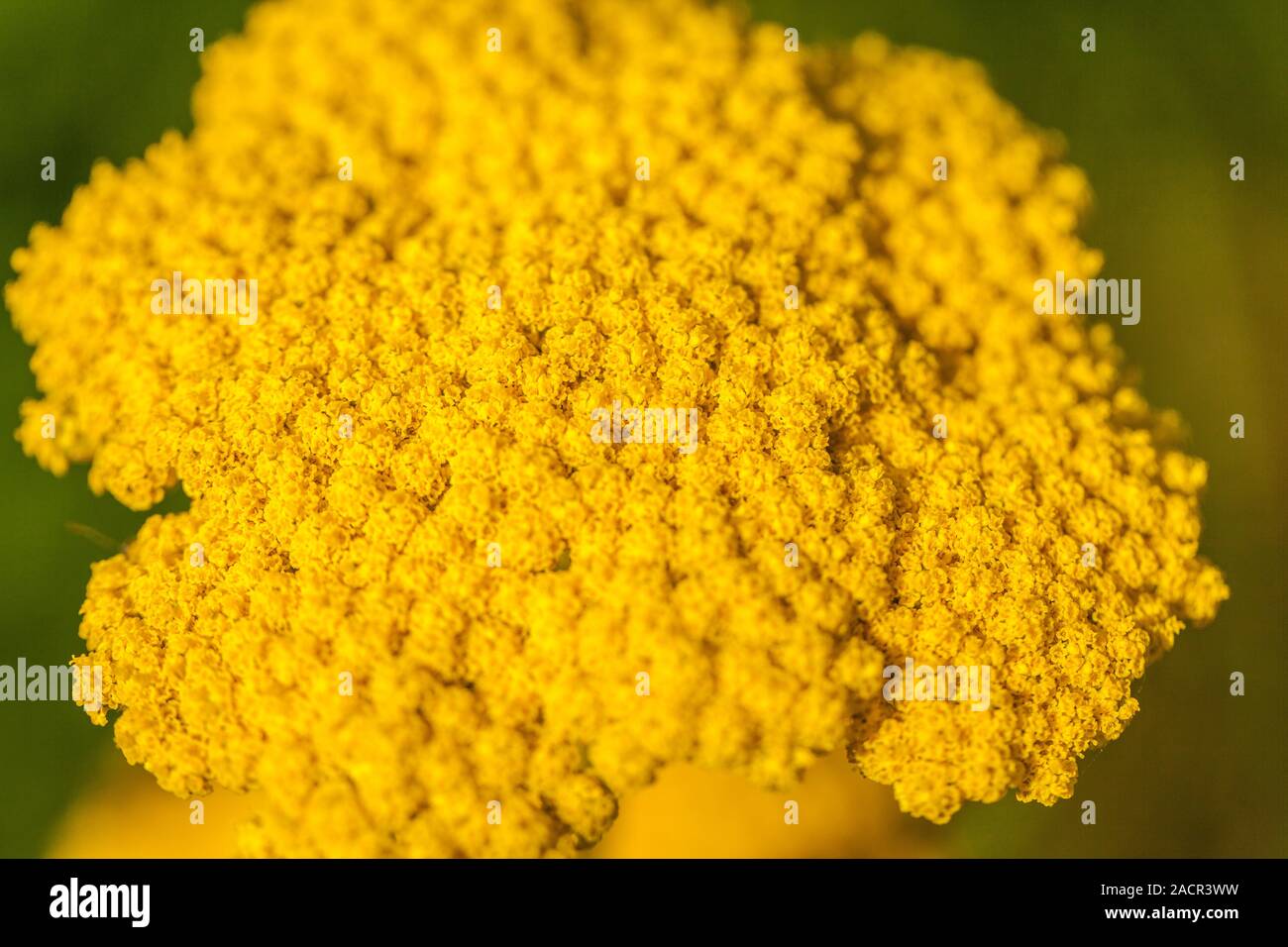 Leuchtend gelbe Blüten Stockfoto