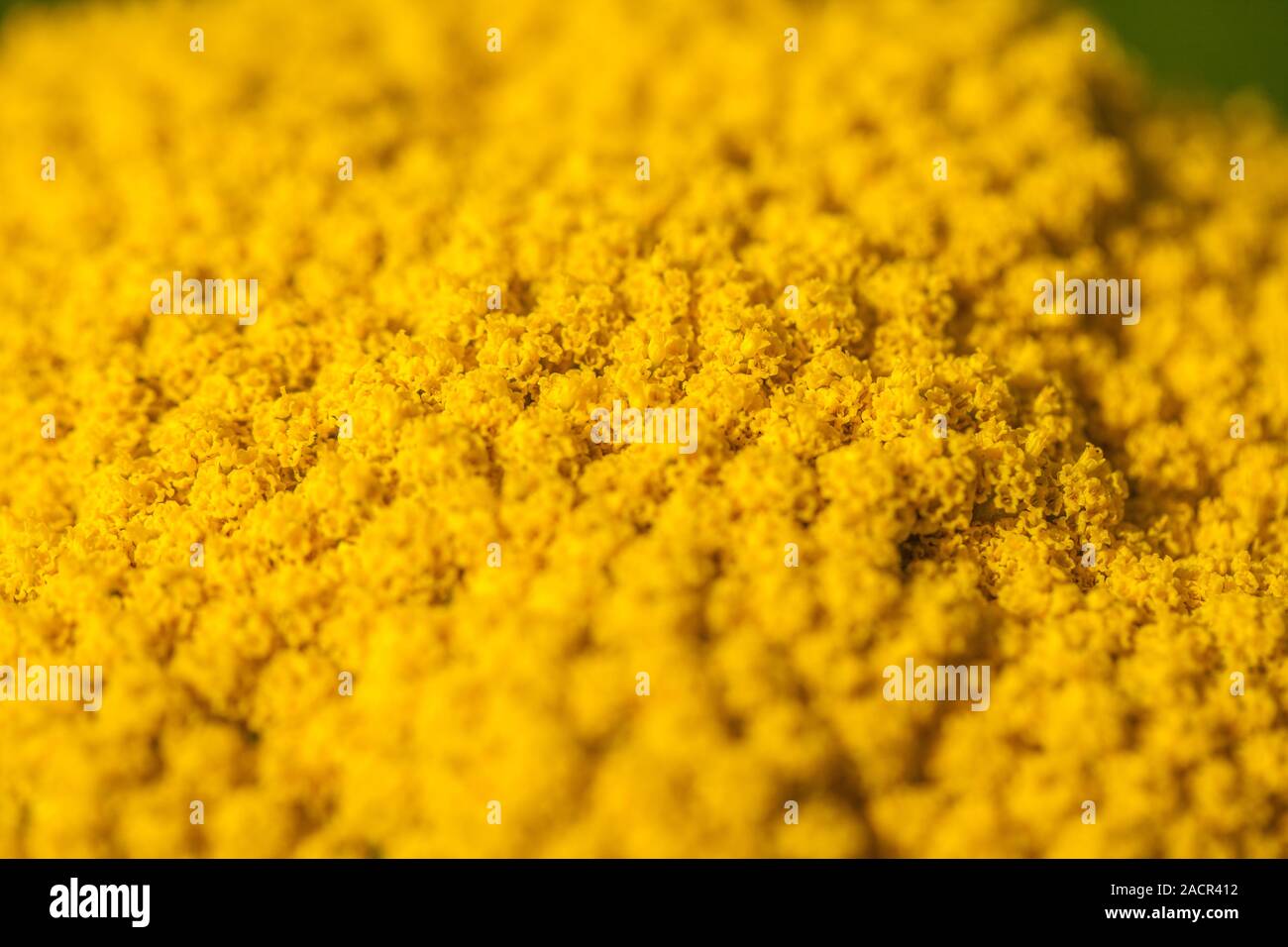 Leuchtend gelbe Blüten Stockfoto