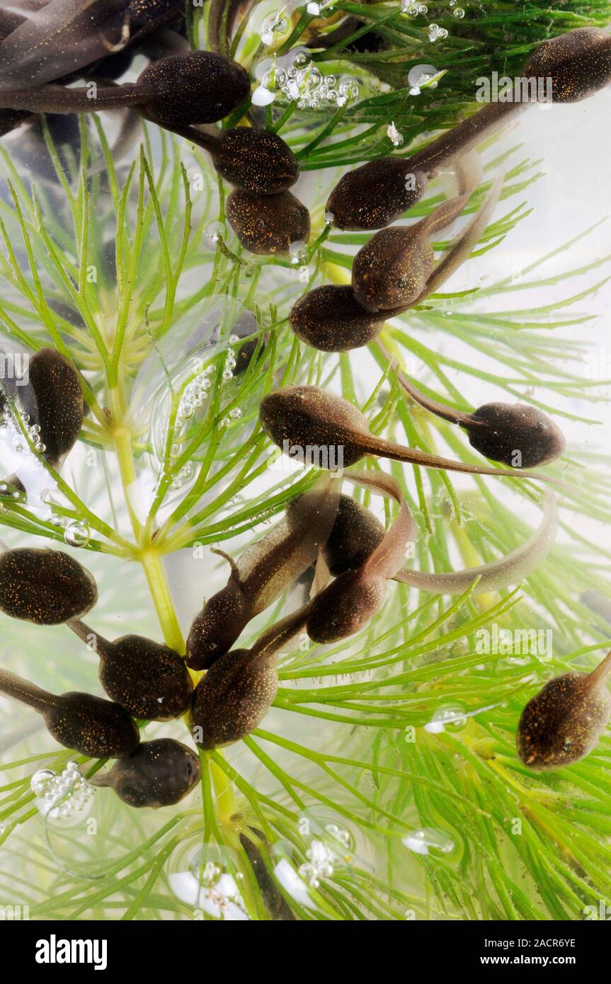 Kaulquappen fressen Teich Unkraut. Kaulquappen sind der larvenphase im