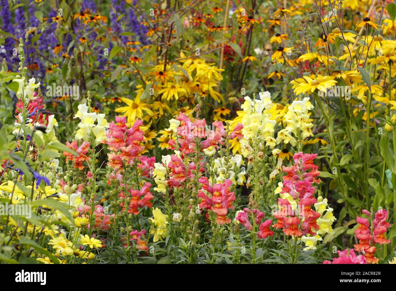 Anfang Herbst garten Grenze mit warmen Farben des Rudbeckia 'Priairie Glow', 'Coronette Antirrhinum"-Reihe, Dahlia, black-eyed Susan und Ringelblumen. Stockfoto