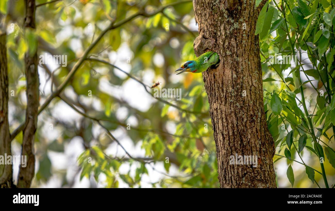 Ein Vogel Taiwan Barbet Angriff zu einem asiatischen Wespe aus der Bohrung, schützen das Nest auf Baum in Taipei Wald. Muller der Barbet ist ein bunter Vogel. Megalaima Stockfoto