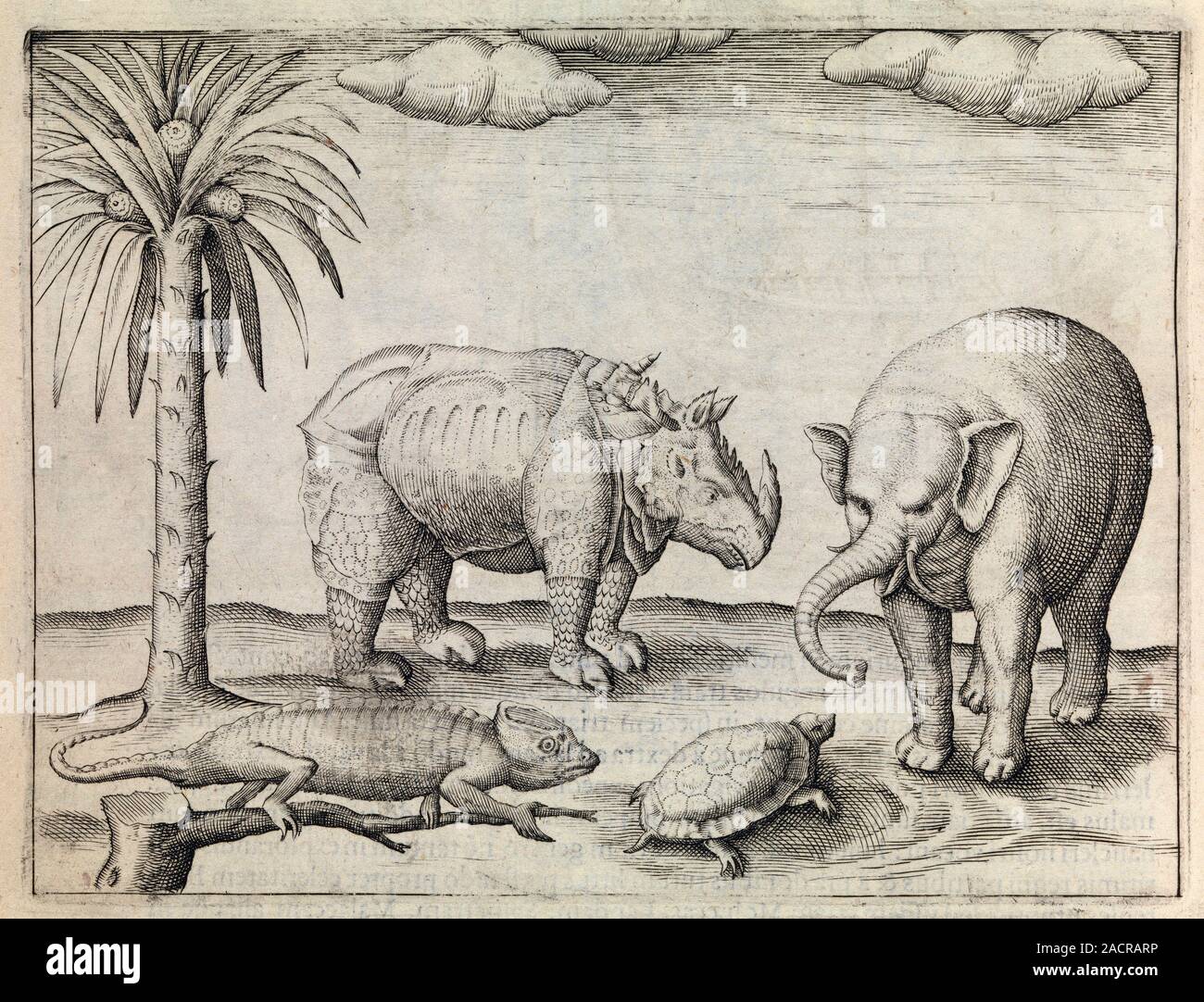 Tiere von Java. 17. jahrhundert Kunstwerk eines Rhinozeros, Elefanten, eine  Schildkröte und einen Leguan aus Java, zusammen mit einem Baum. Diese Tiere  wurden obser Stockfotografie - Alamy