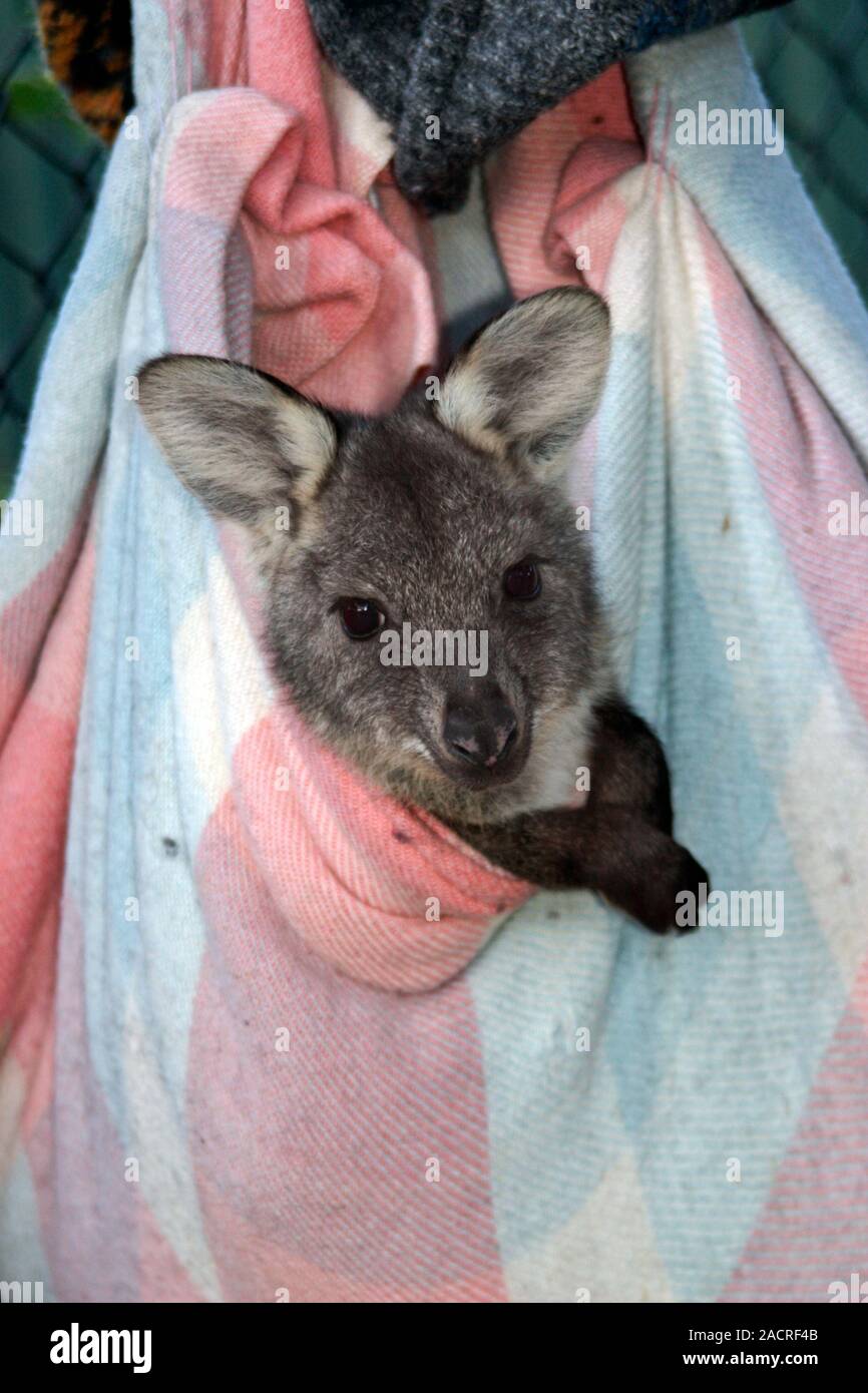 Baby wallaroo in einer künstlichen Beutel. Verwaiste gemeinsame